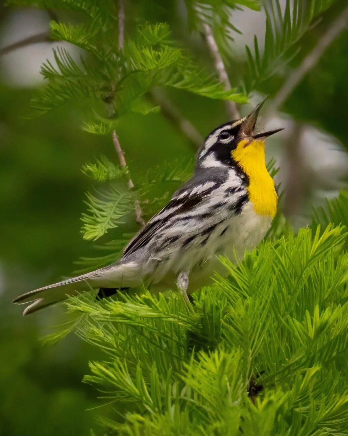 G3- Yellow Throated Warbler