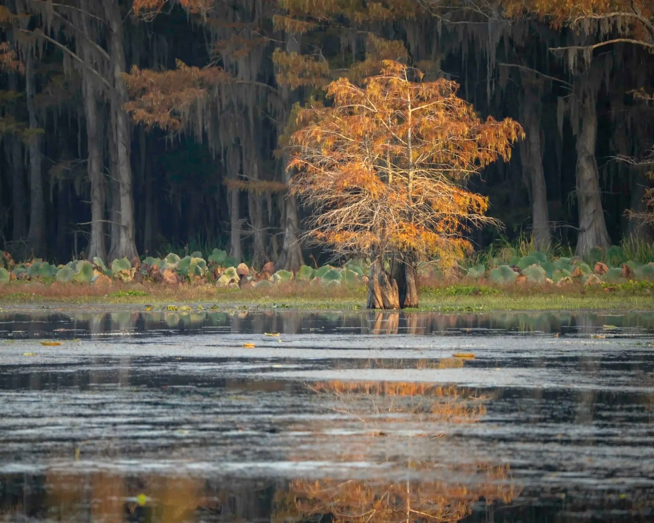 Caddo Lake  Texas, 2023
