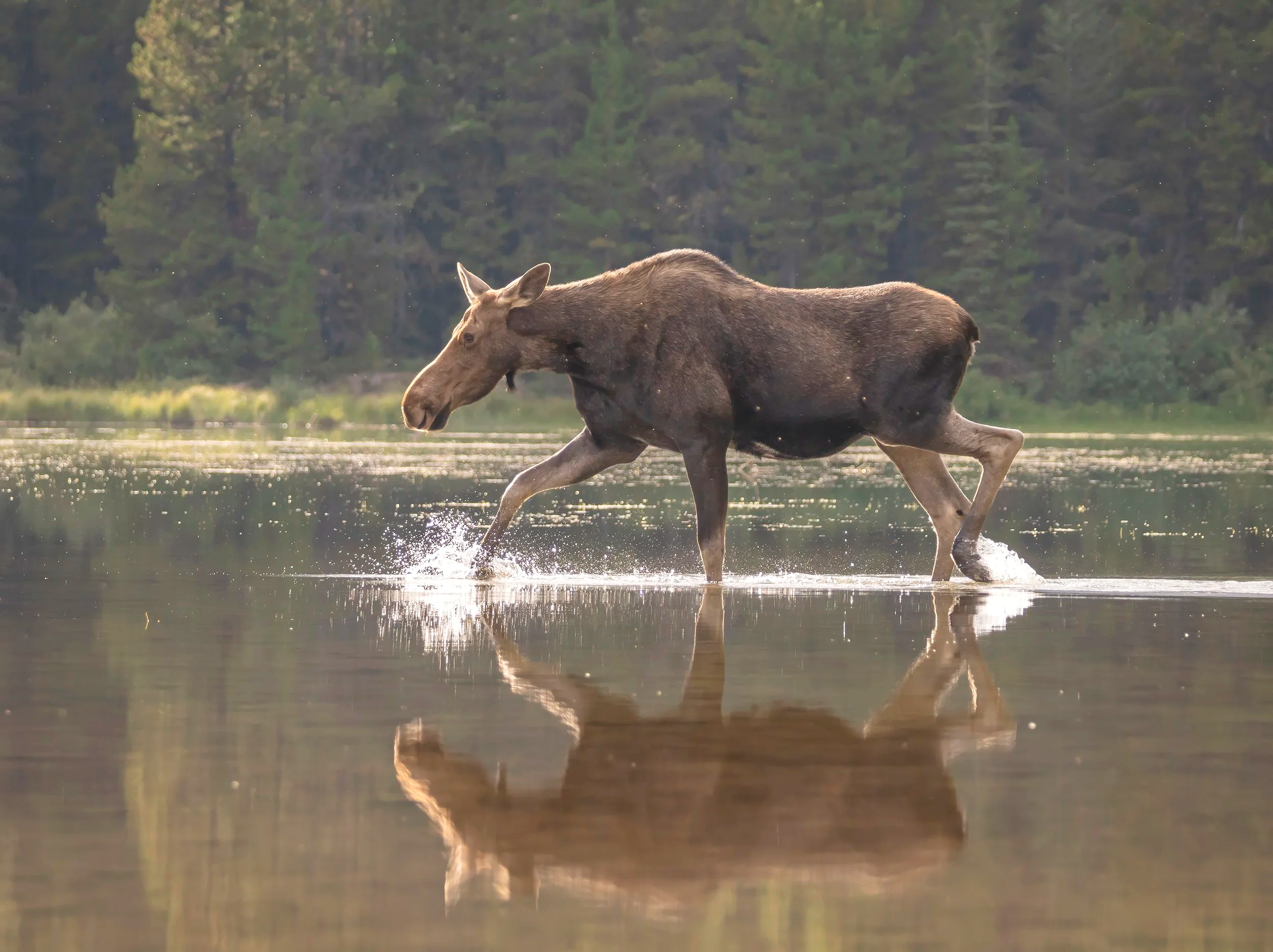 Moose running  Glacier NP, MT  Aug 2024