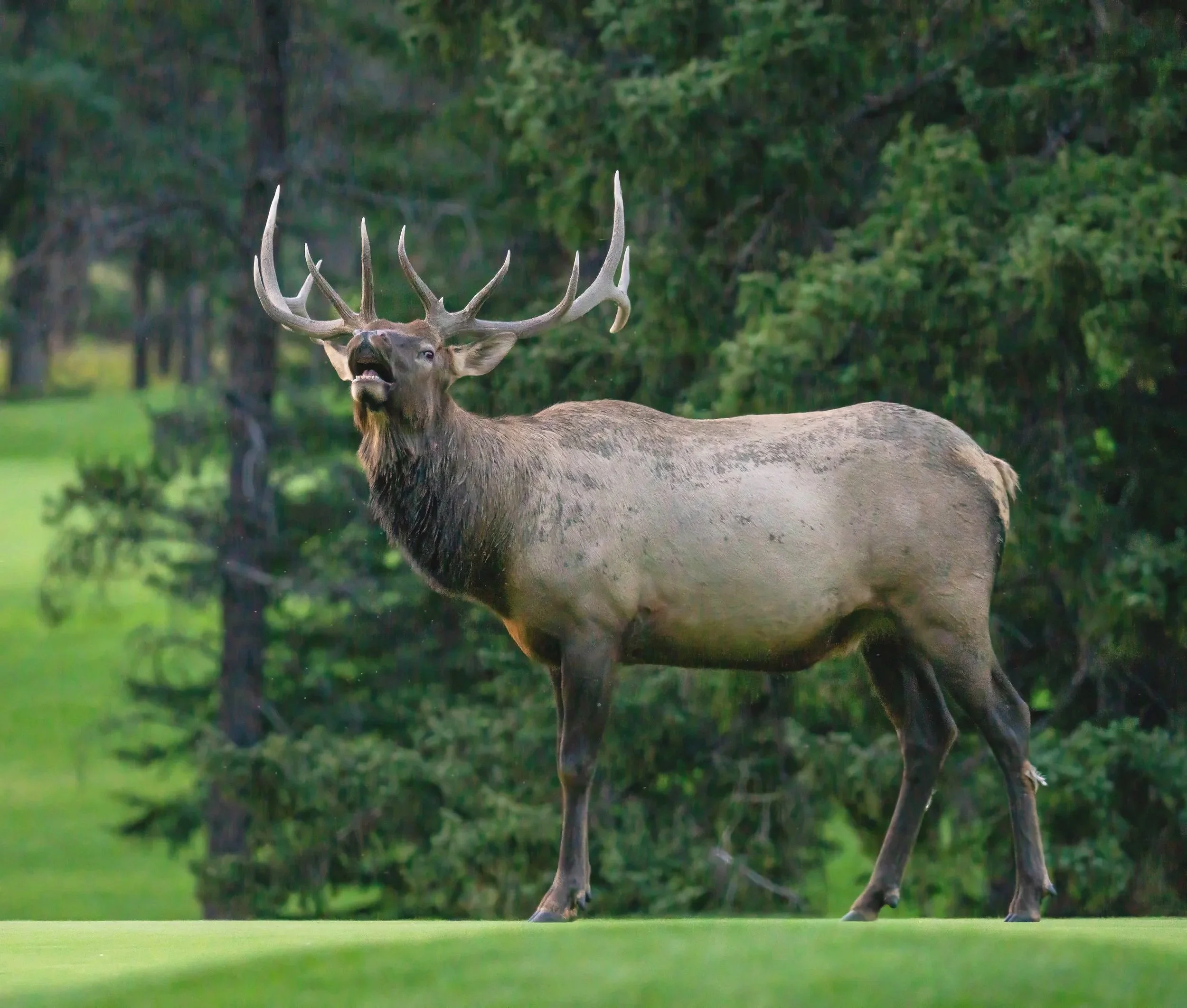 Bull Elk, Banff NP  Sept 2025