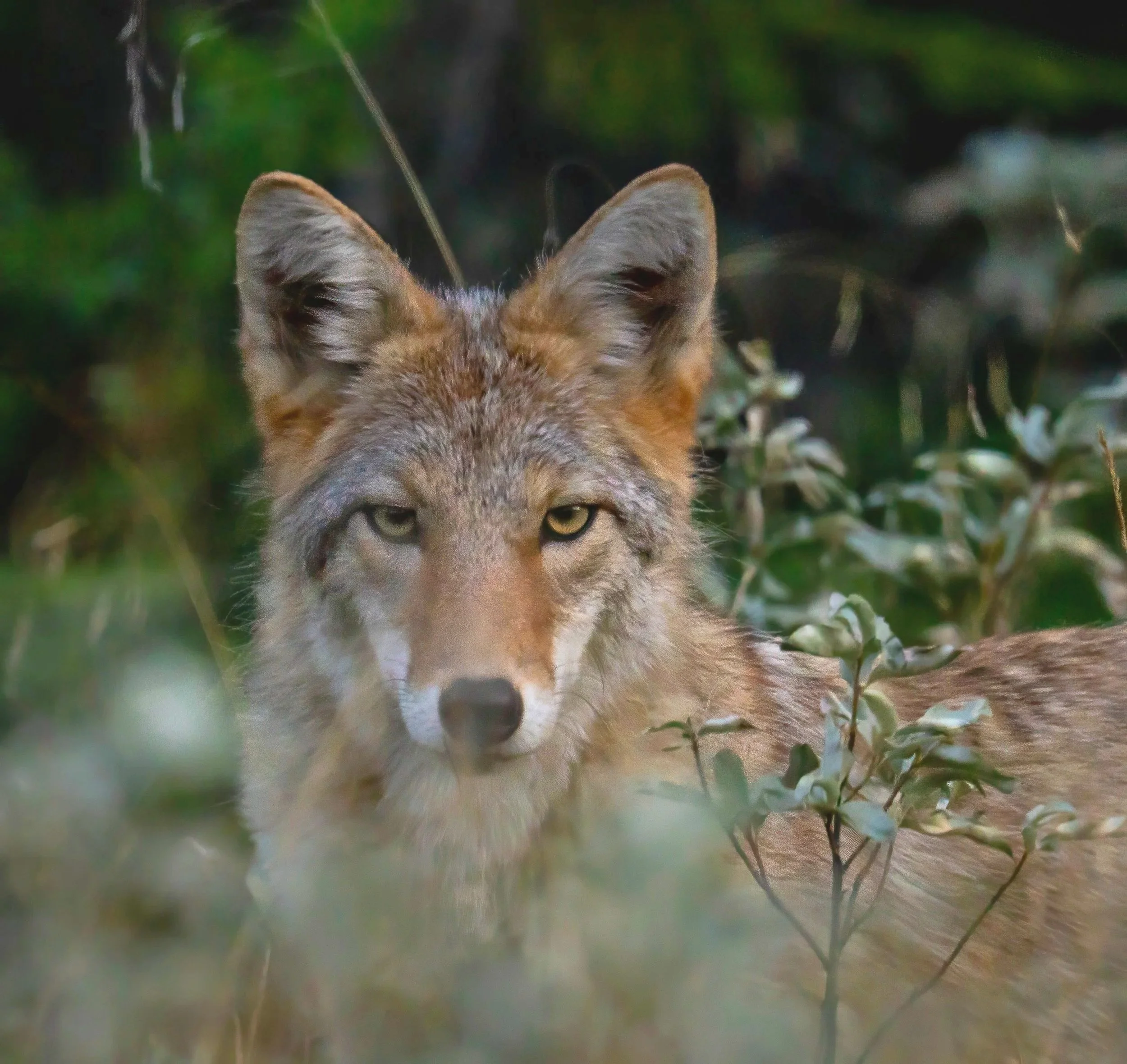 Coyote, Banff NP,  Sept 2025