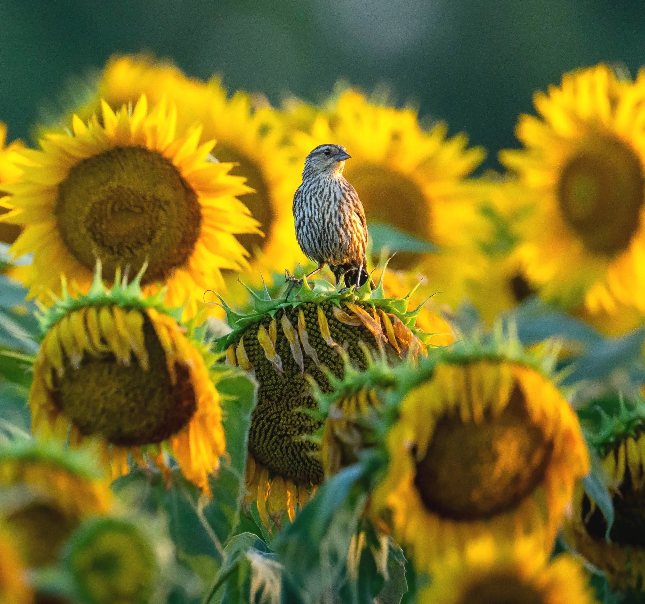 G3- Blackbird in the Sunflowers