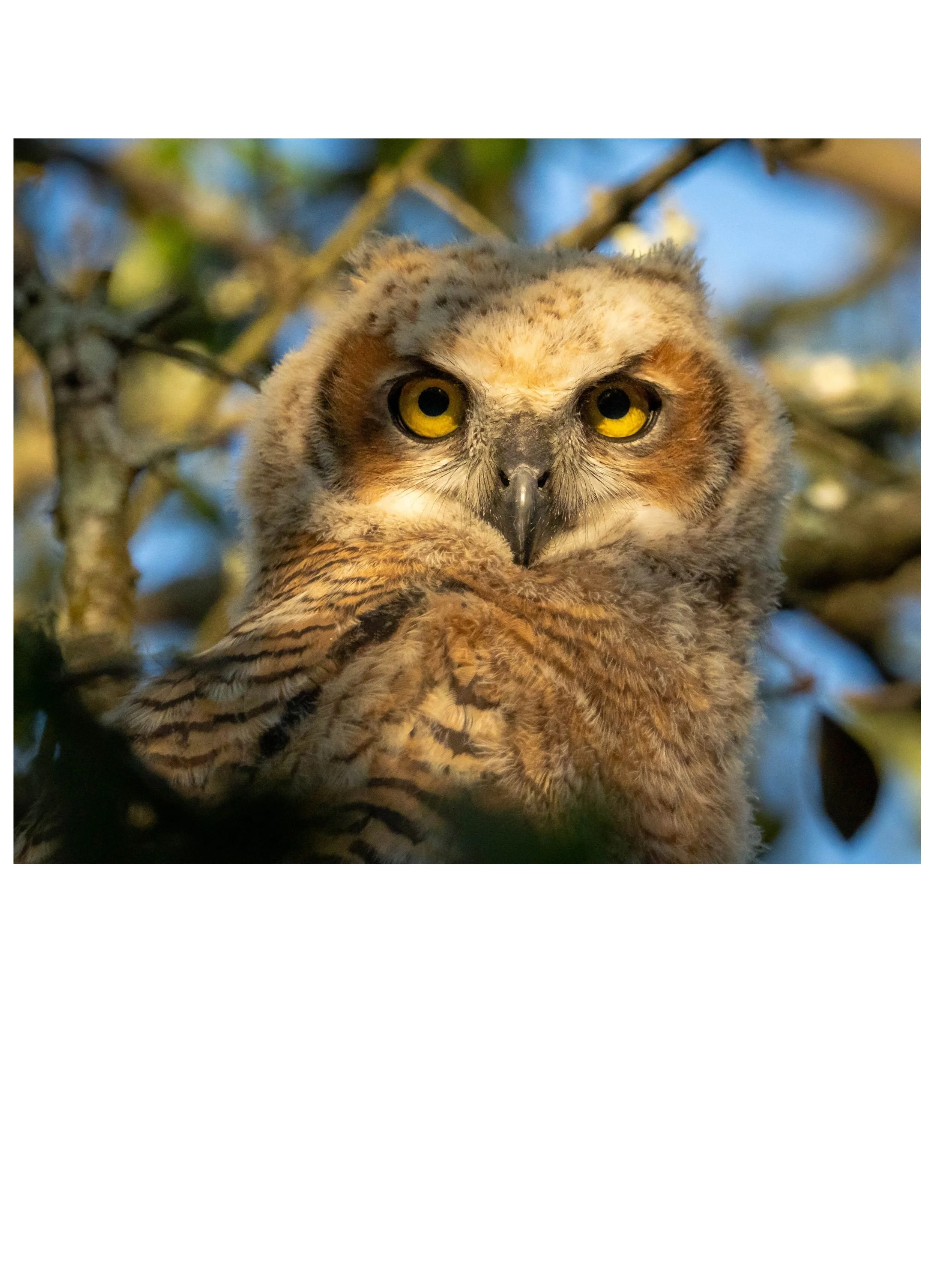 G3- Owlet