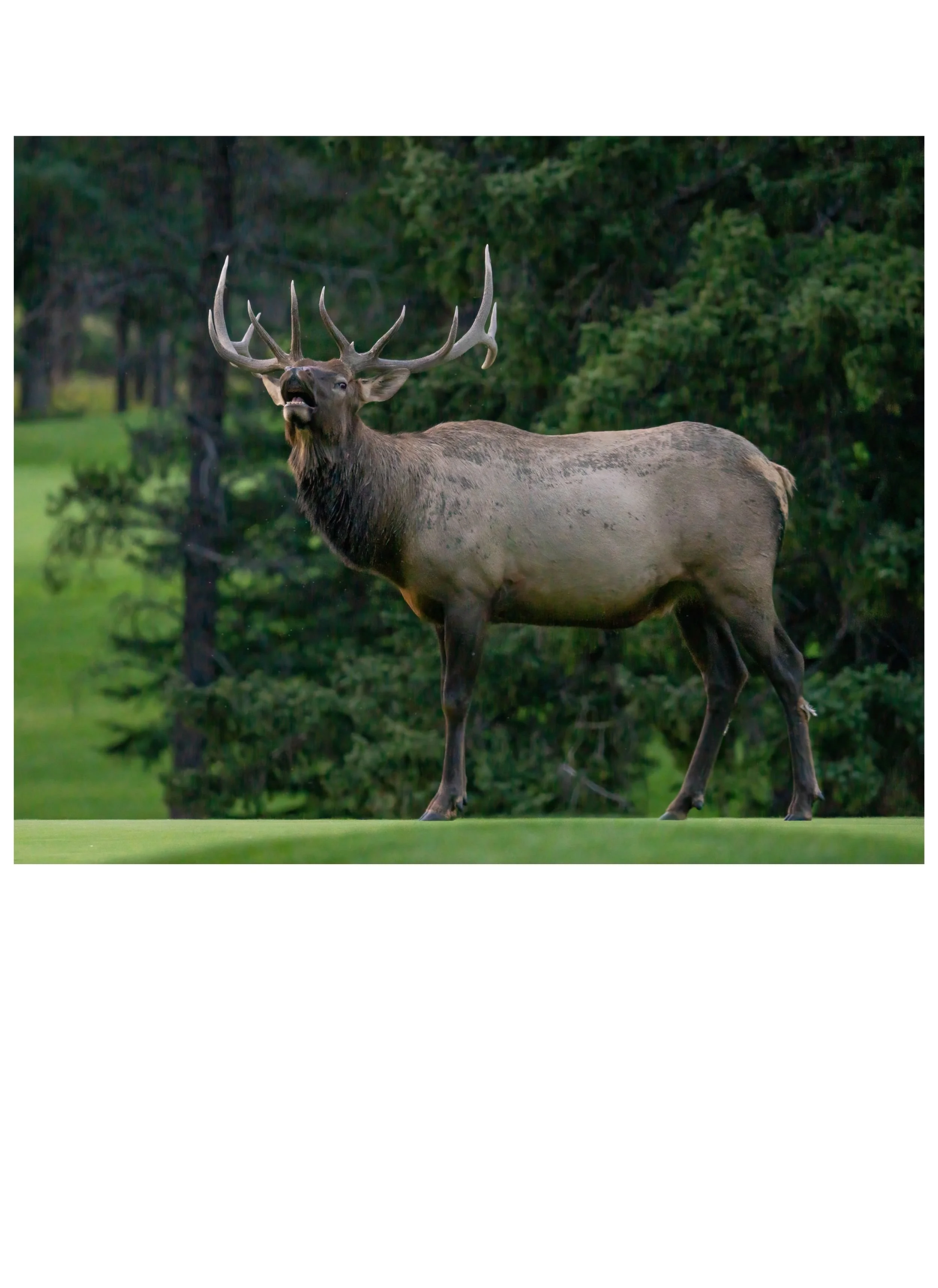 G3- Elk