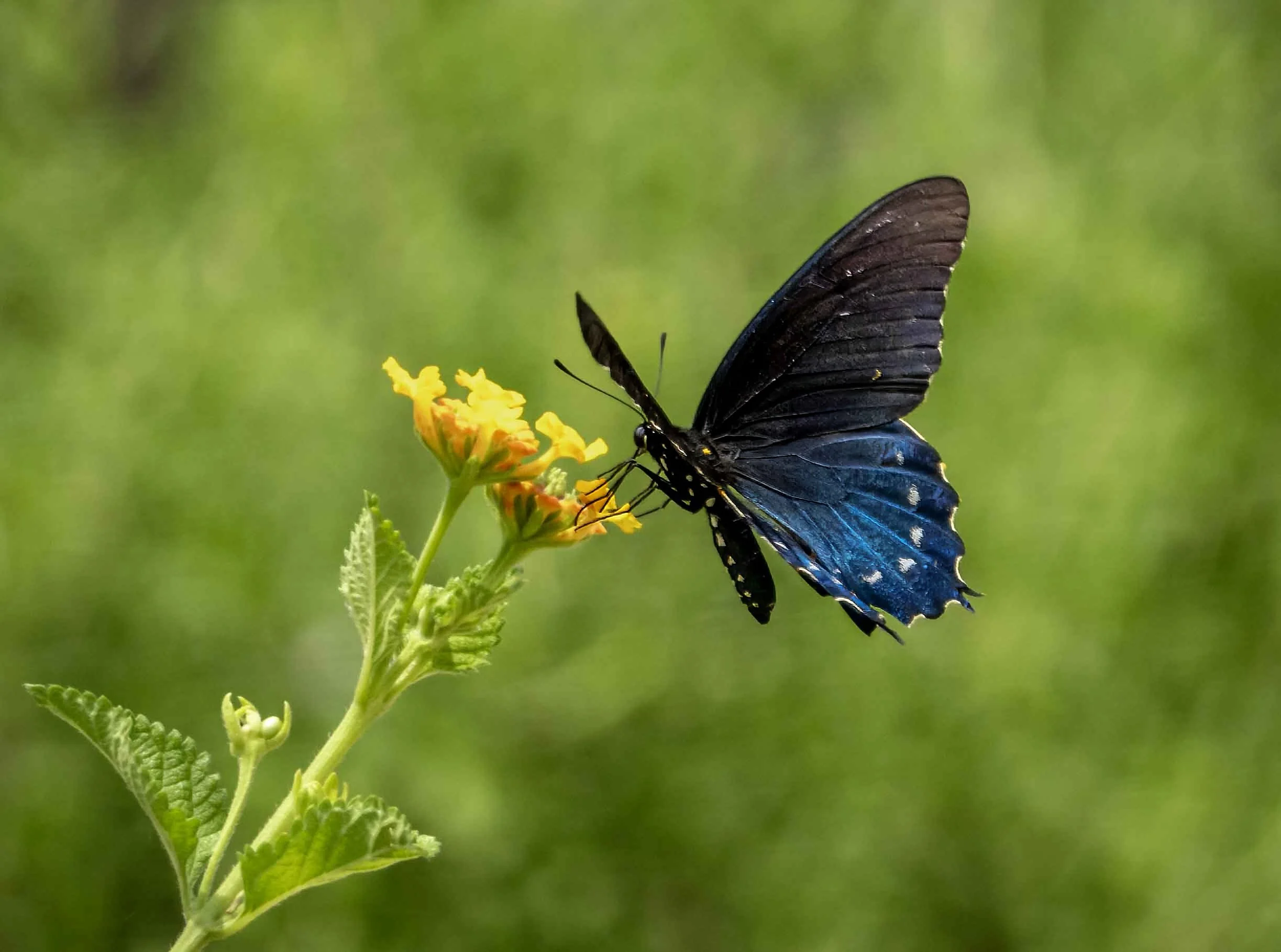 G3- Butterfly beauty