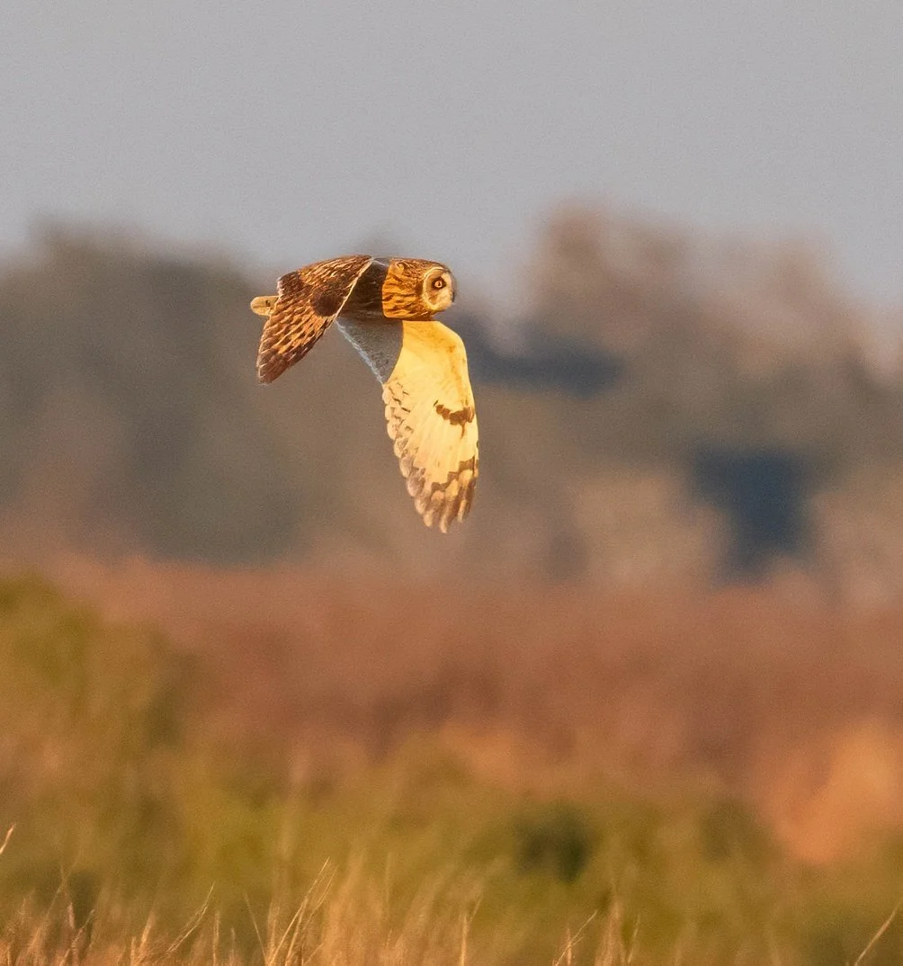 G3- Short Eared Owl in flight