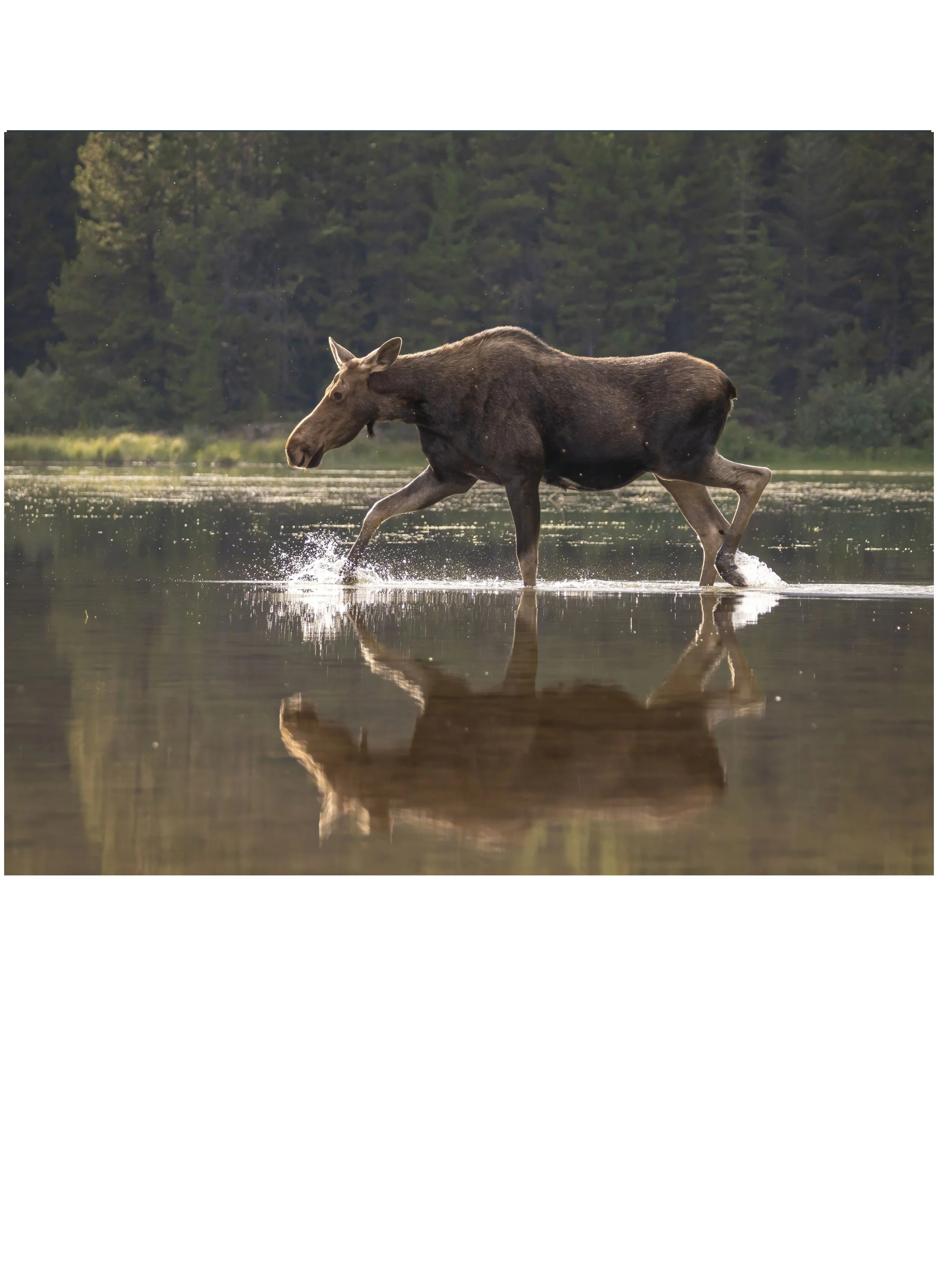 G3- Moose on the run