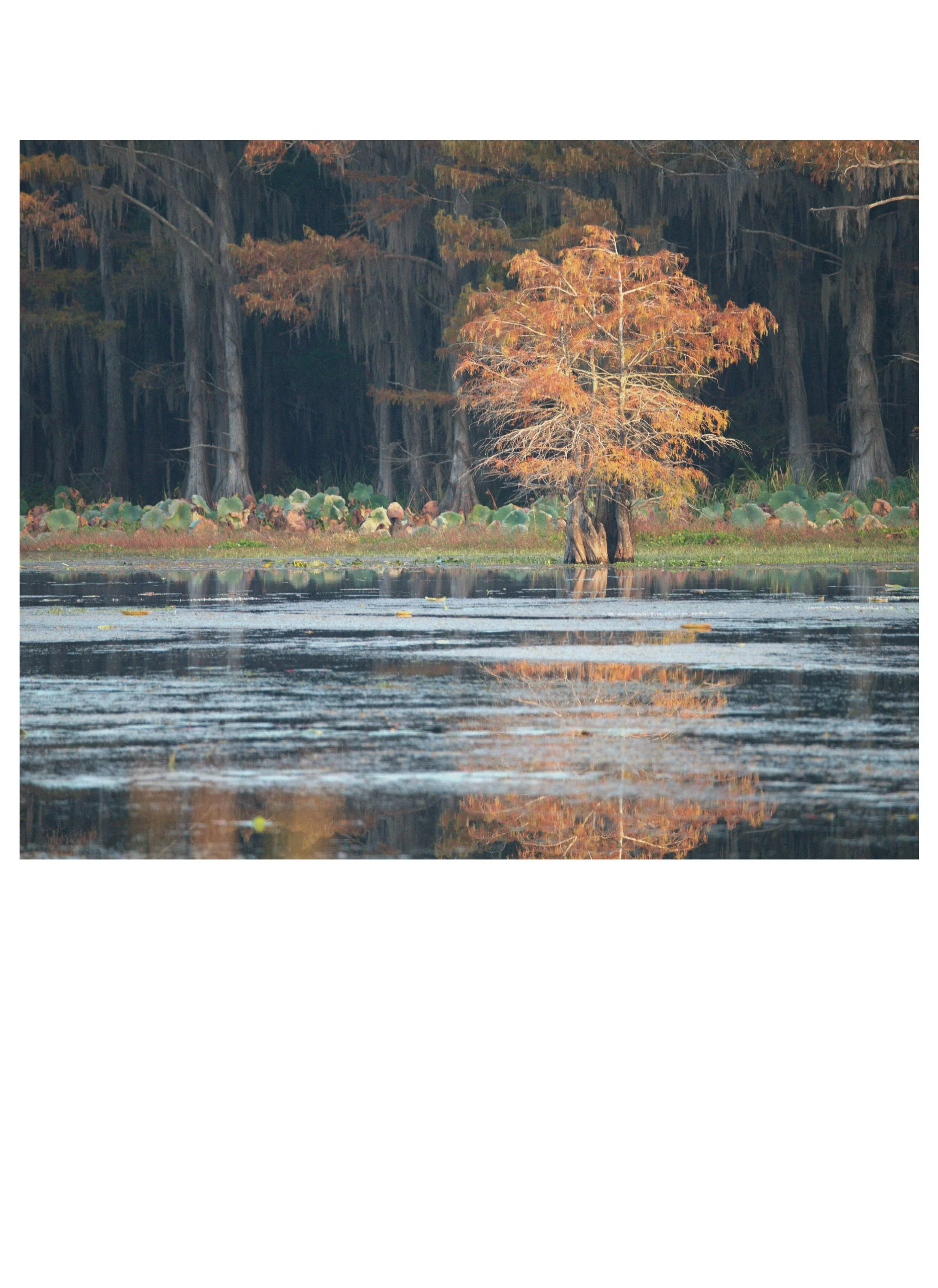 G1- Fall colors on Caddo