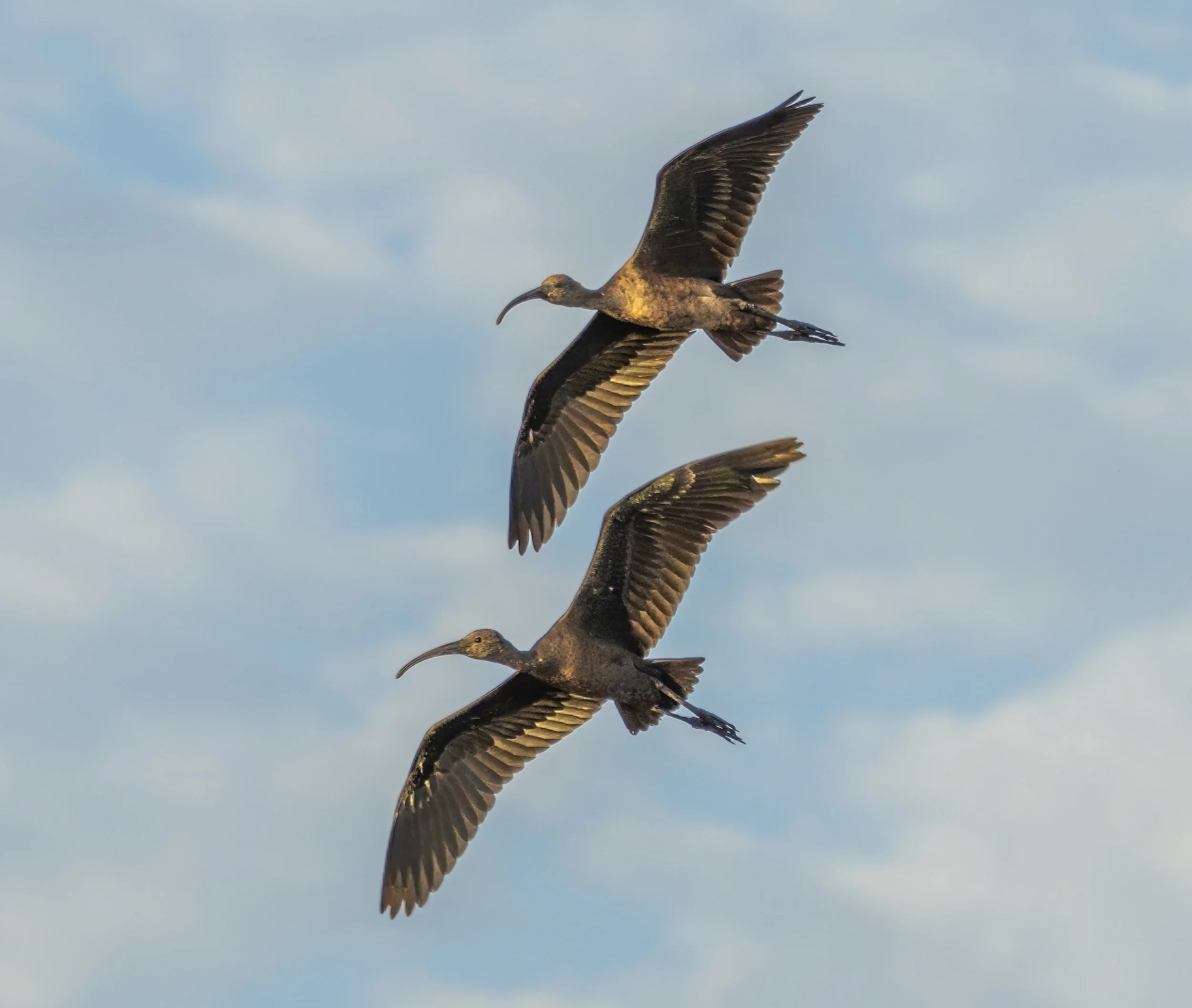 G3- White faced Ibis