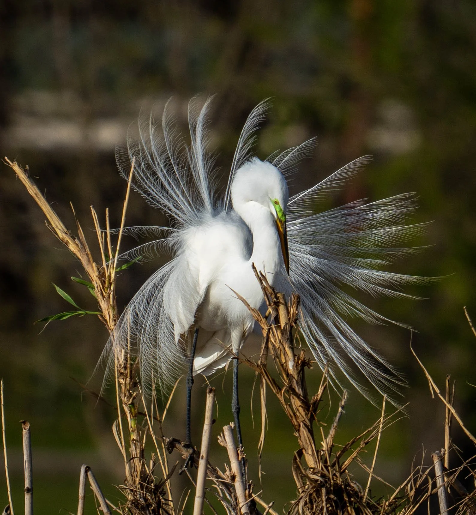 G3- Great Egret in breeding plumage