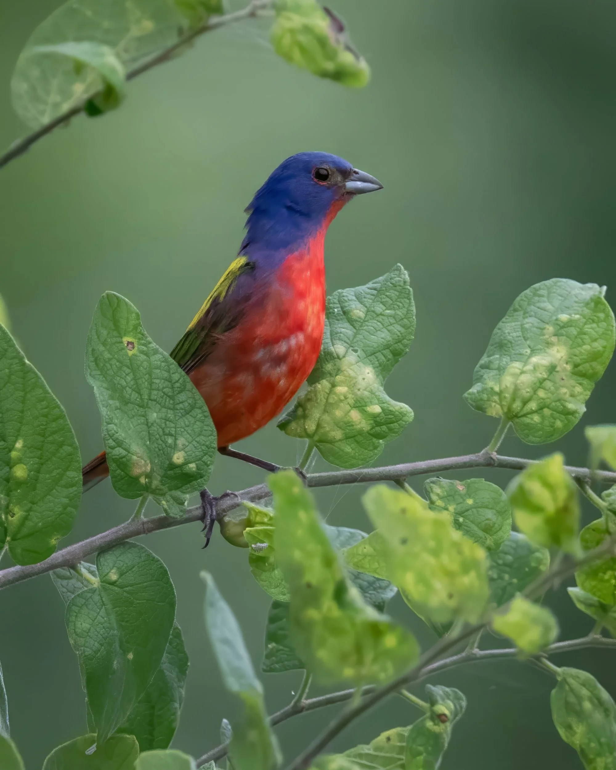 G3- Painted Bunting
