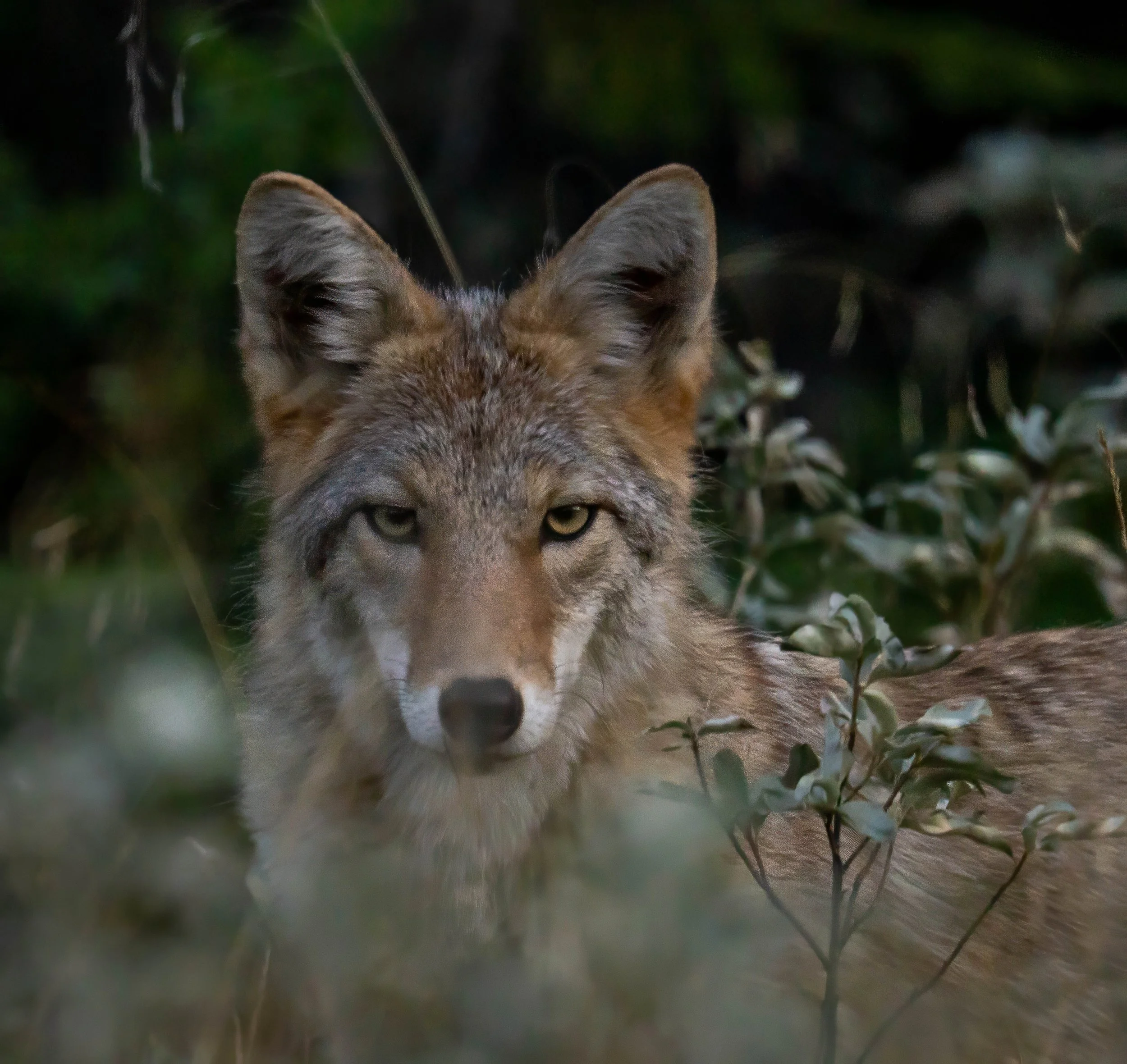 G3- Coyote staredown