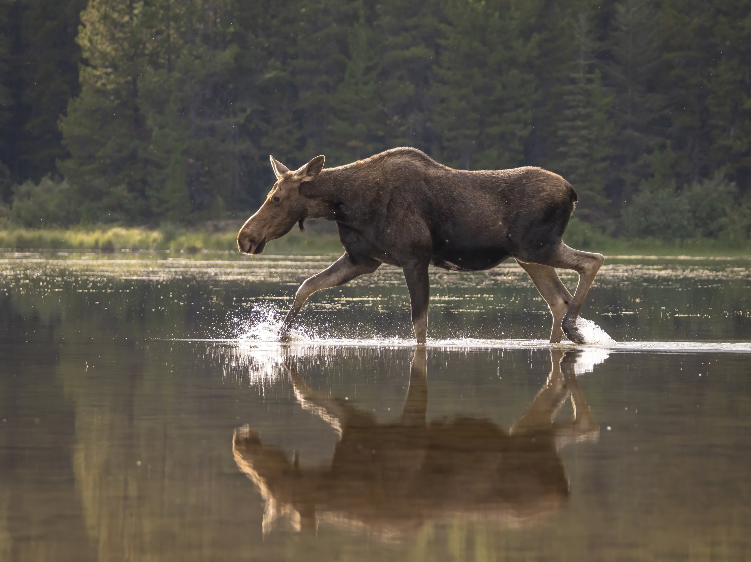 G3- Moose on the run