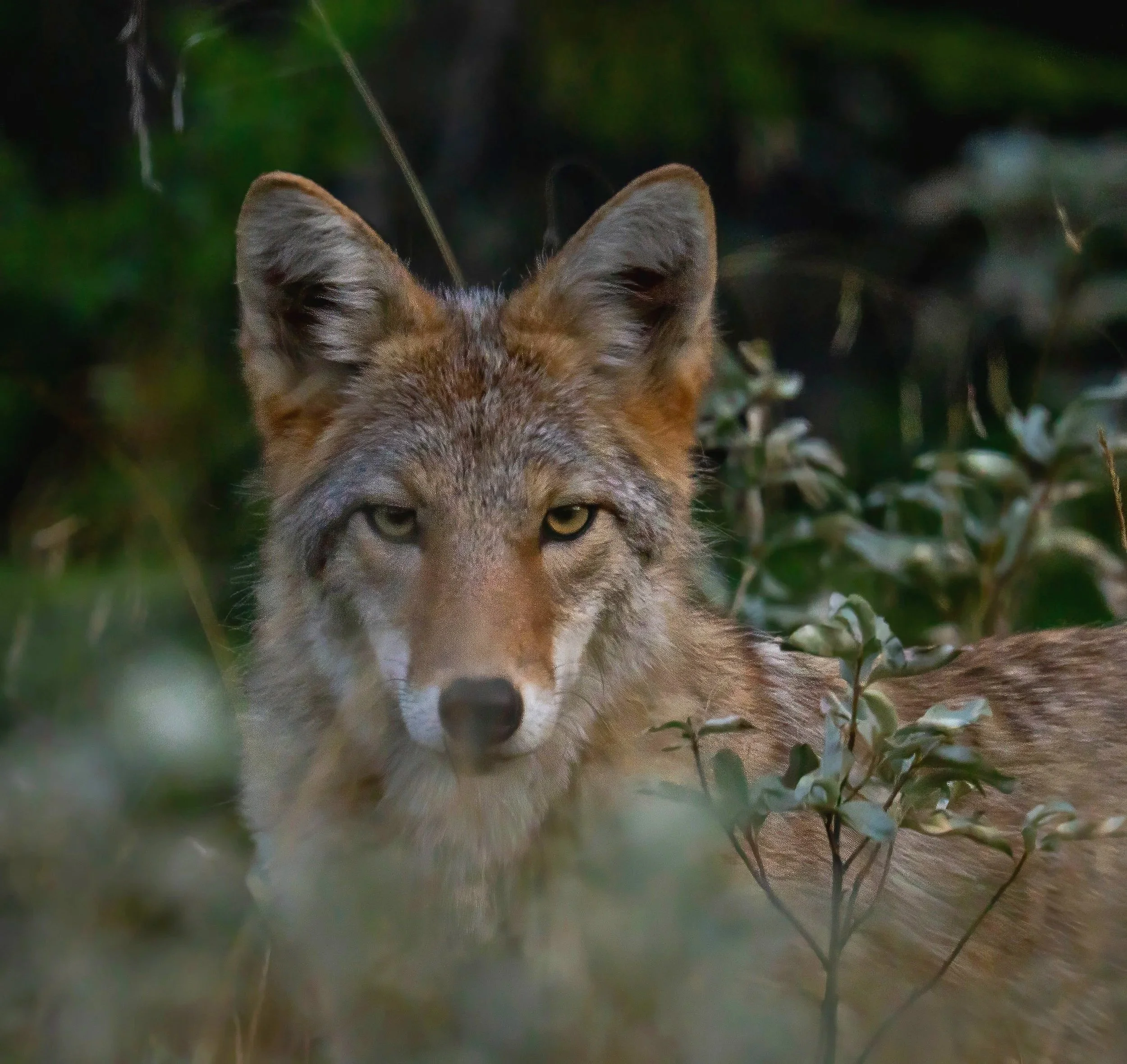 G3- Coyote staredown