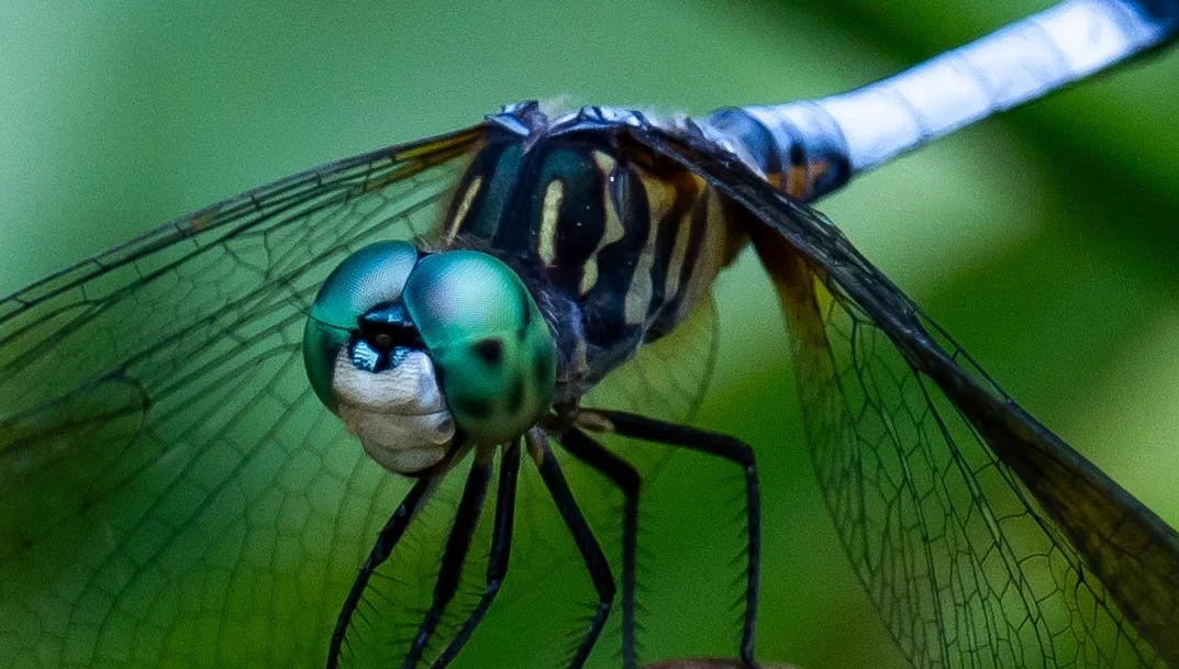 G3- Blue Dasher