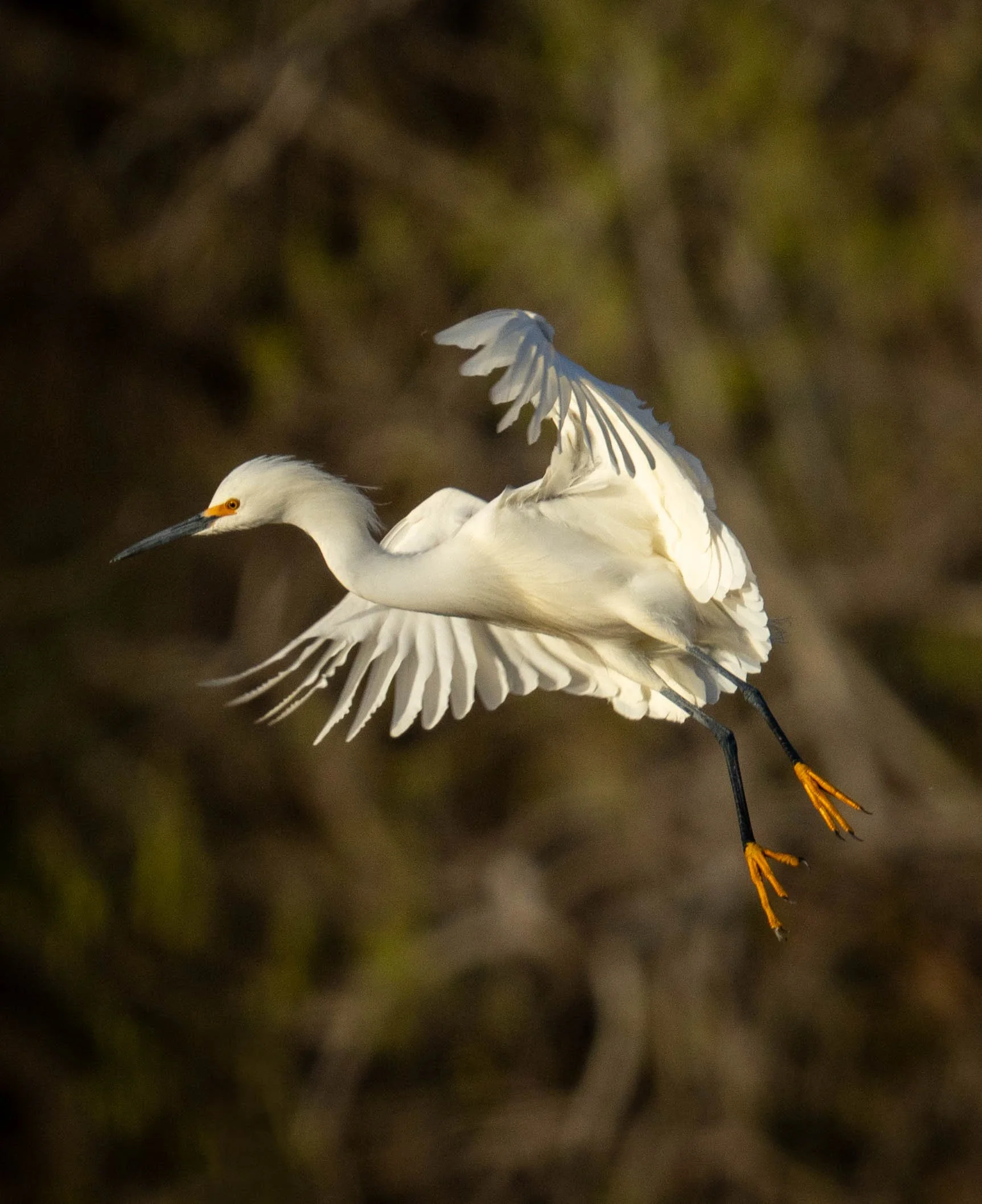 G3- Snowy Egret in flight