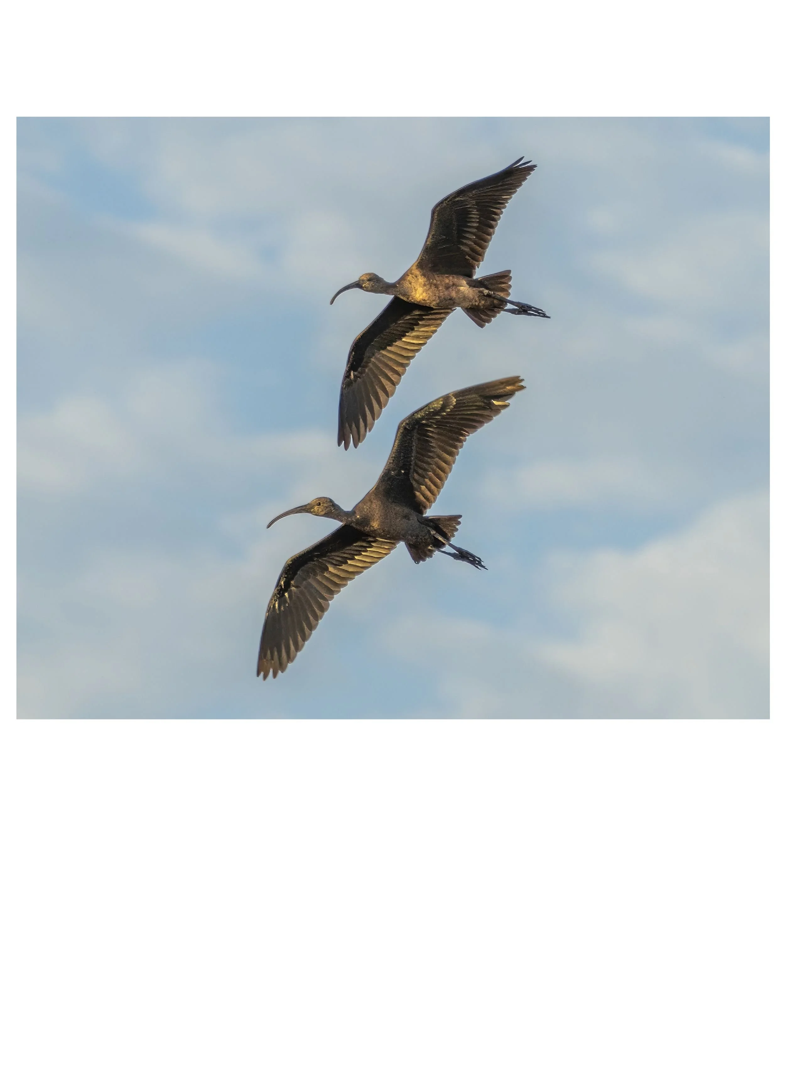 ibis.jpg