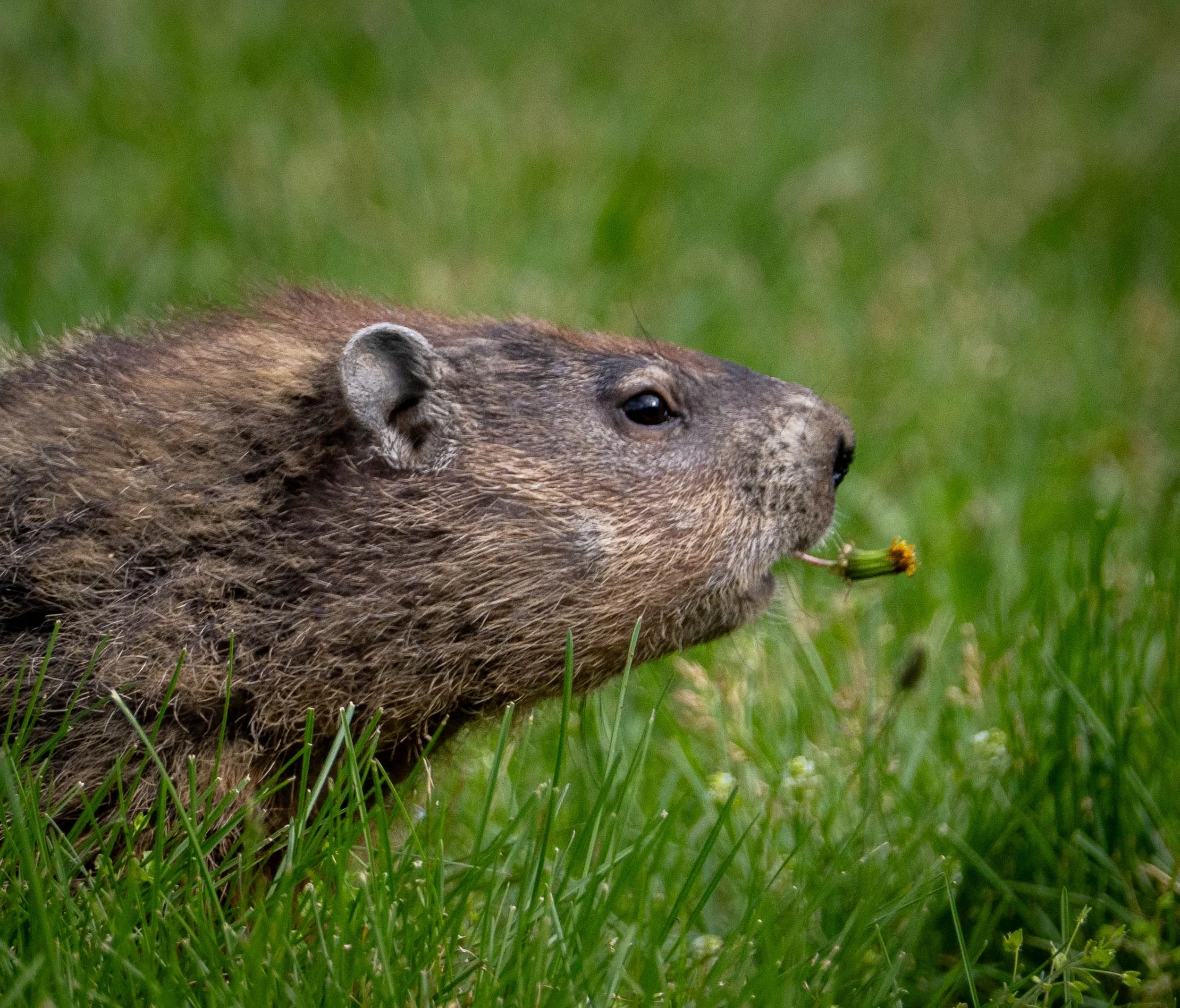 G3-  Groundhog bearing gifts