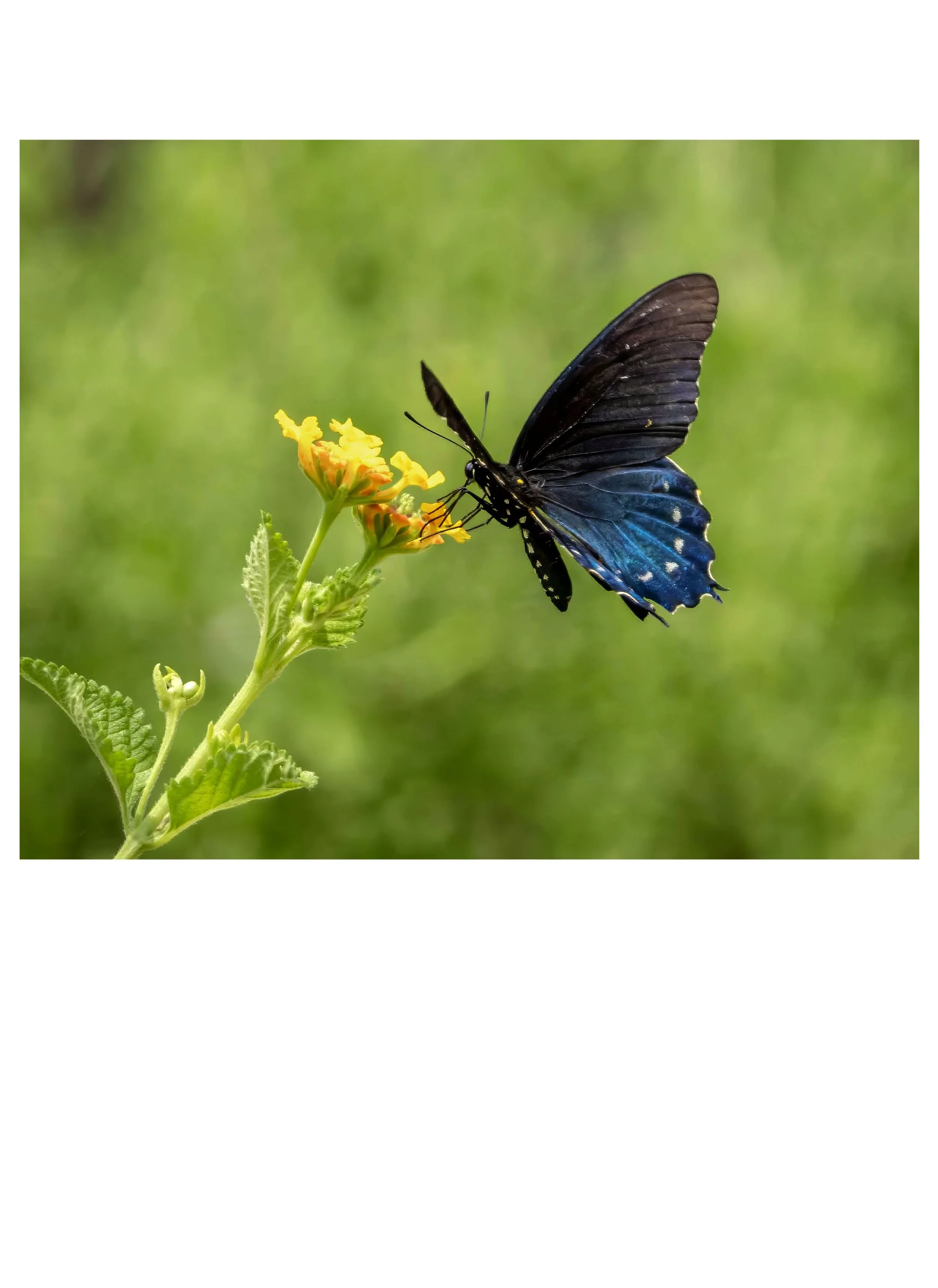 G3- Butterfly beauty
