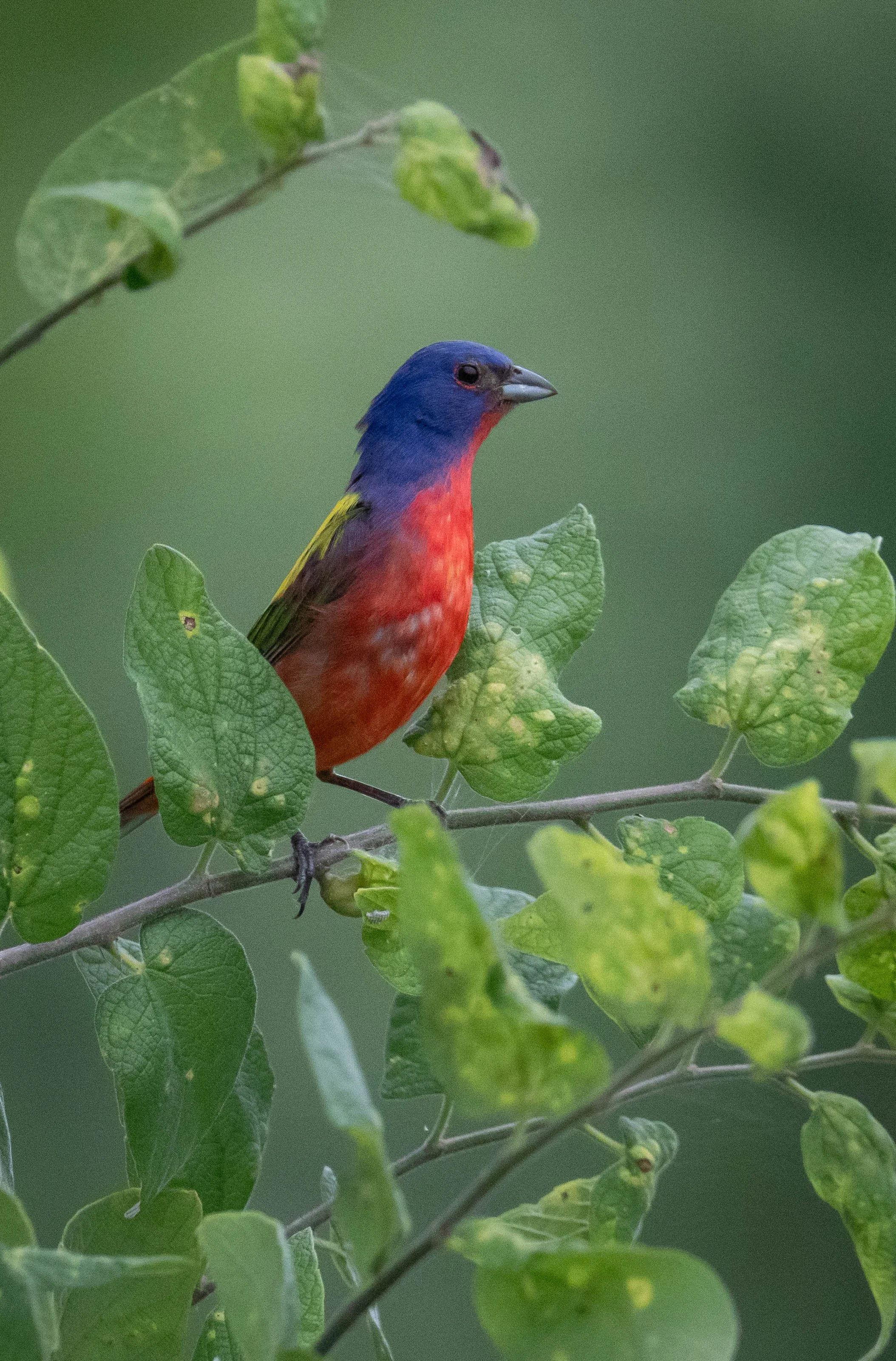 G3- Painted Bunting