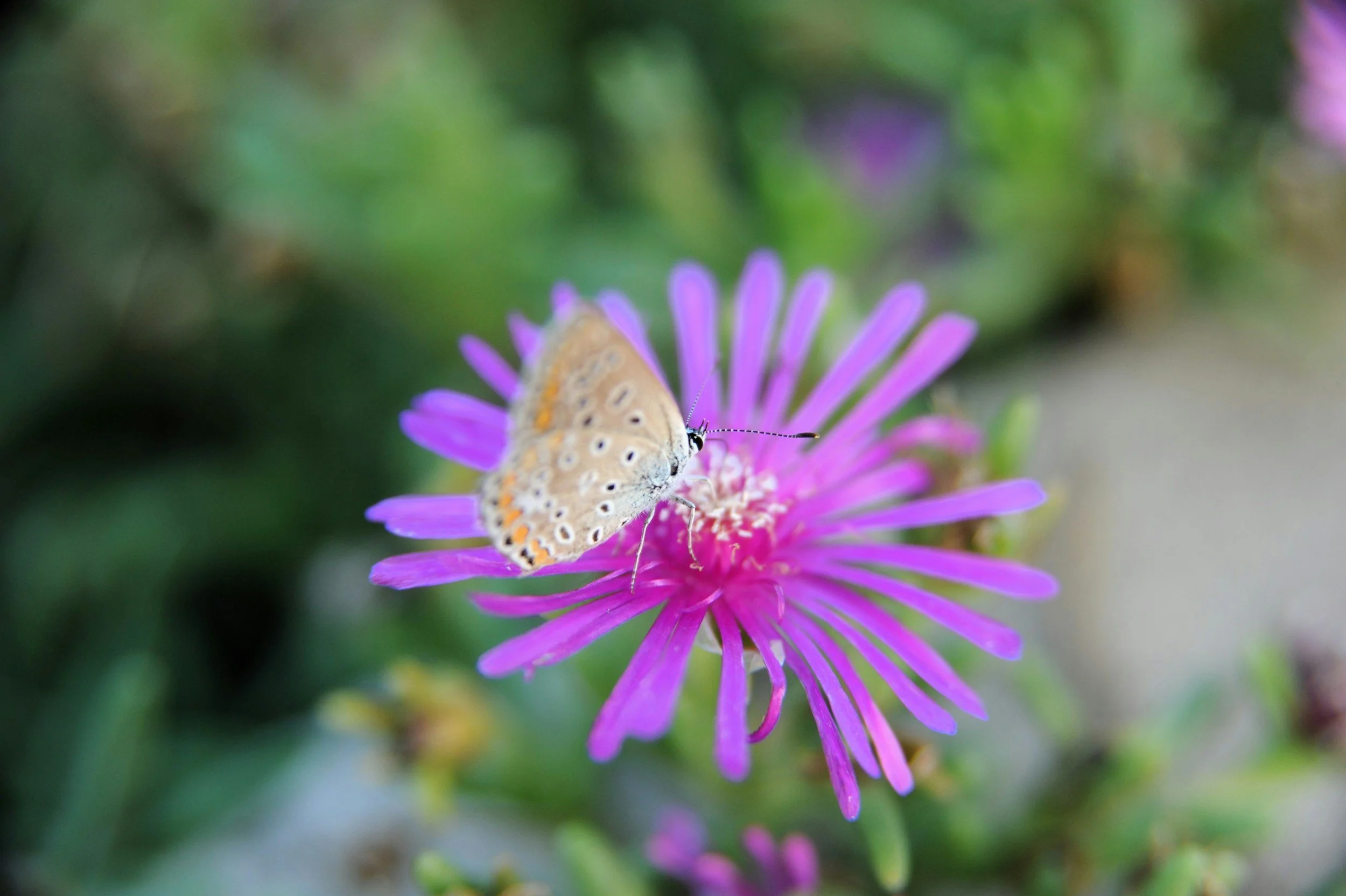Ein Schmetterling auf einer lila Blume in einem Garten.