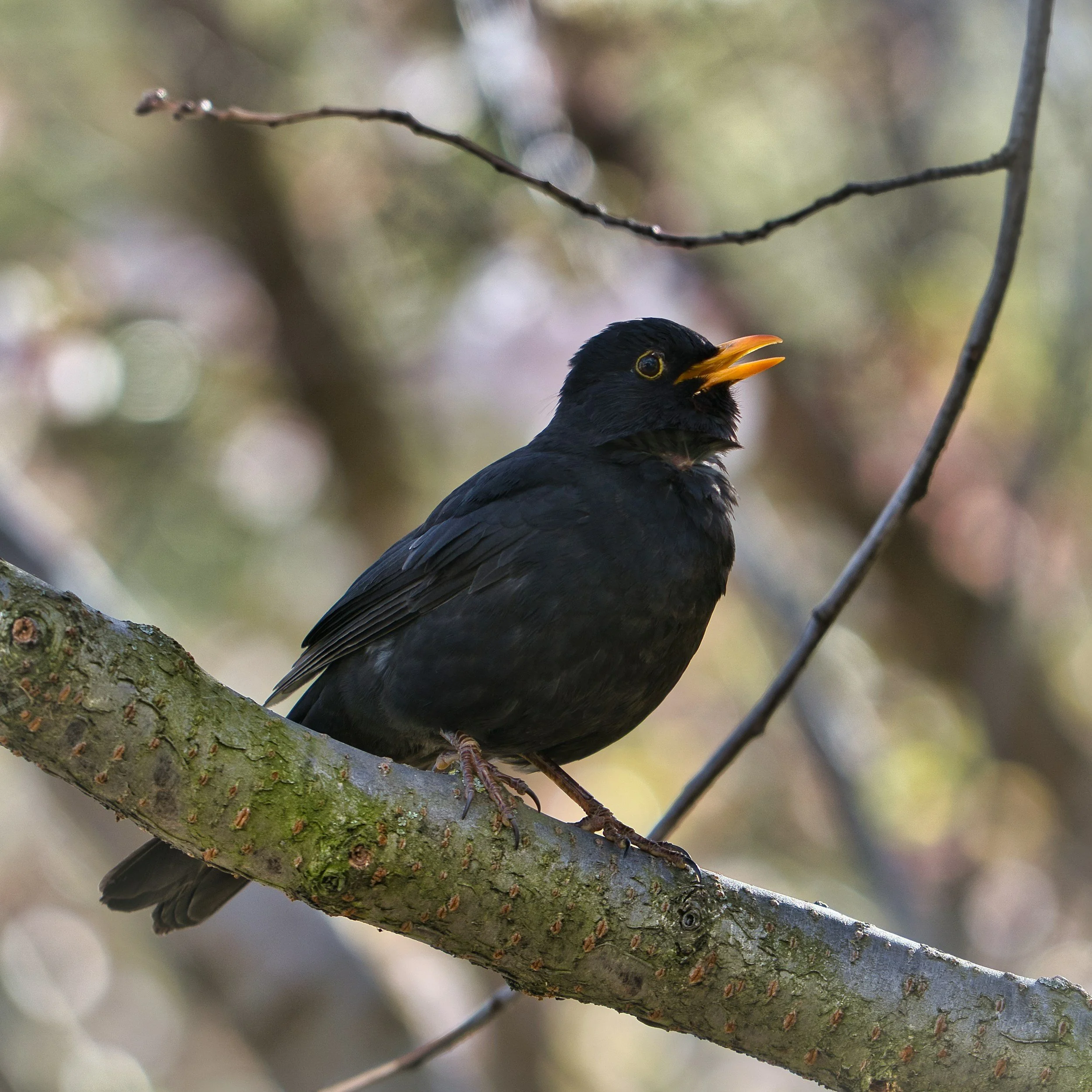 Schwarzer Singvogel mit gelber Schnabel sitzt auf einem Baumstamm, im Hintergrund unscharfe Blätter und Zweige.
