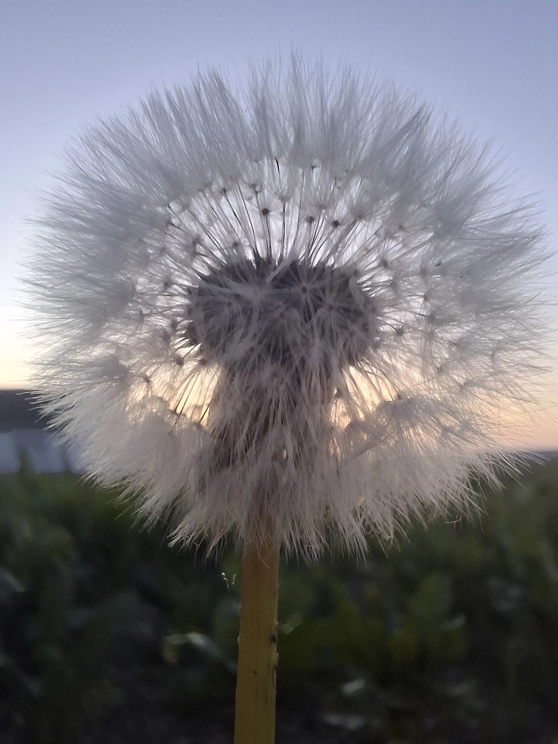 Nahaufnahme einer Pusteblume gegen einen Sonnenuntergangshimmel.