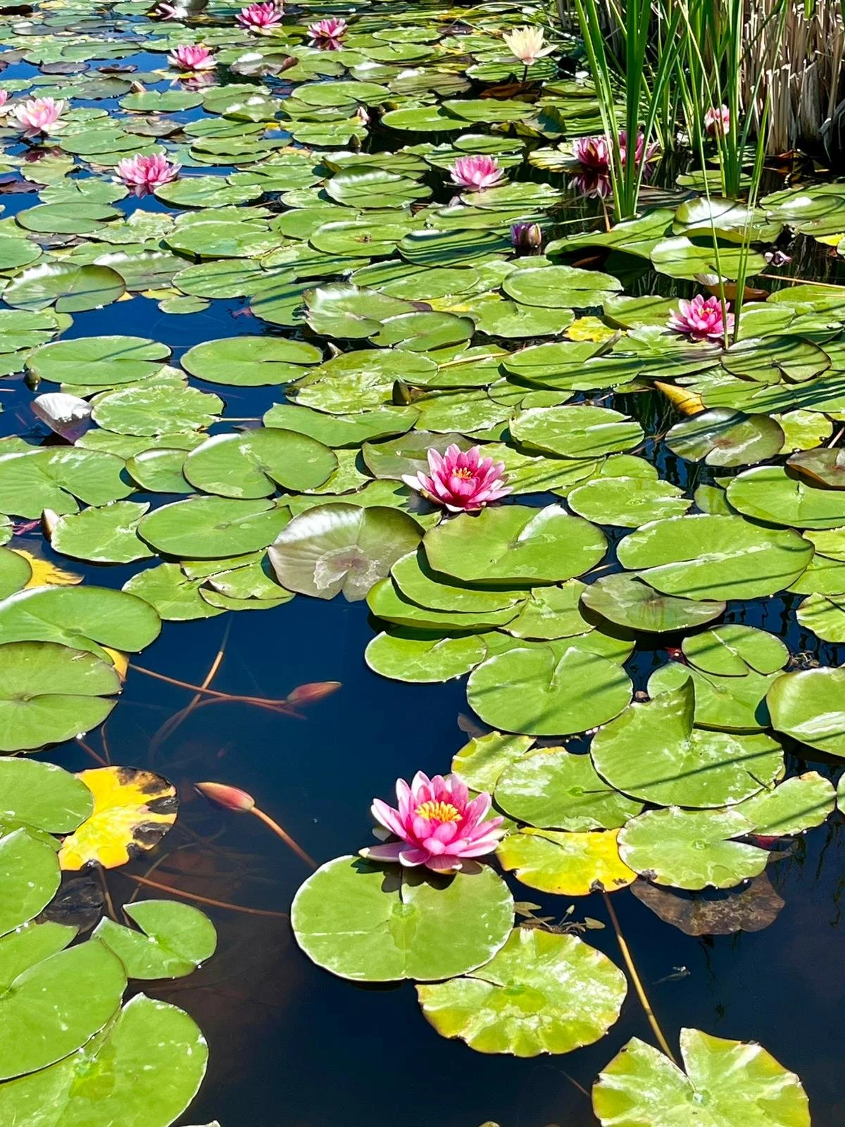 WhatsApp Image 2026-01-30 at 20.11.12.jpeg