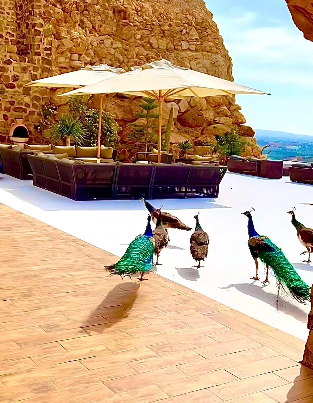 WhatsApp Image 2025-04-27 at 18.01.33.jpeg