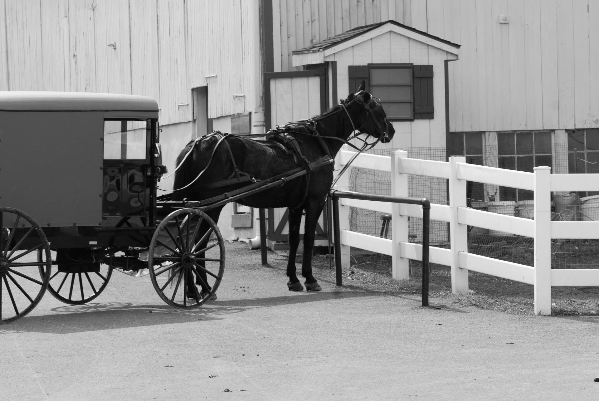Amish
