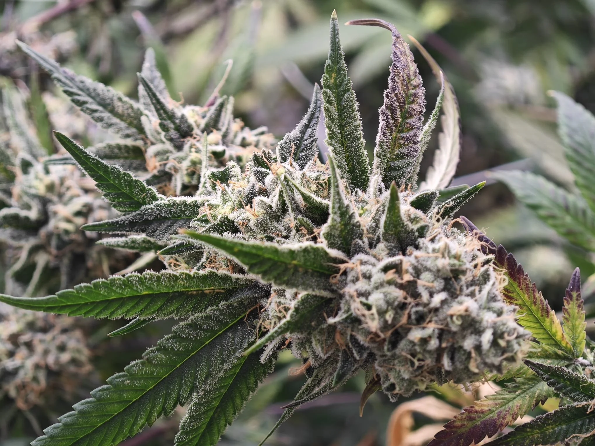 Close-up of a cannabis plant with dense buds covered in trichomes and green leaves with some purple hues.