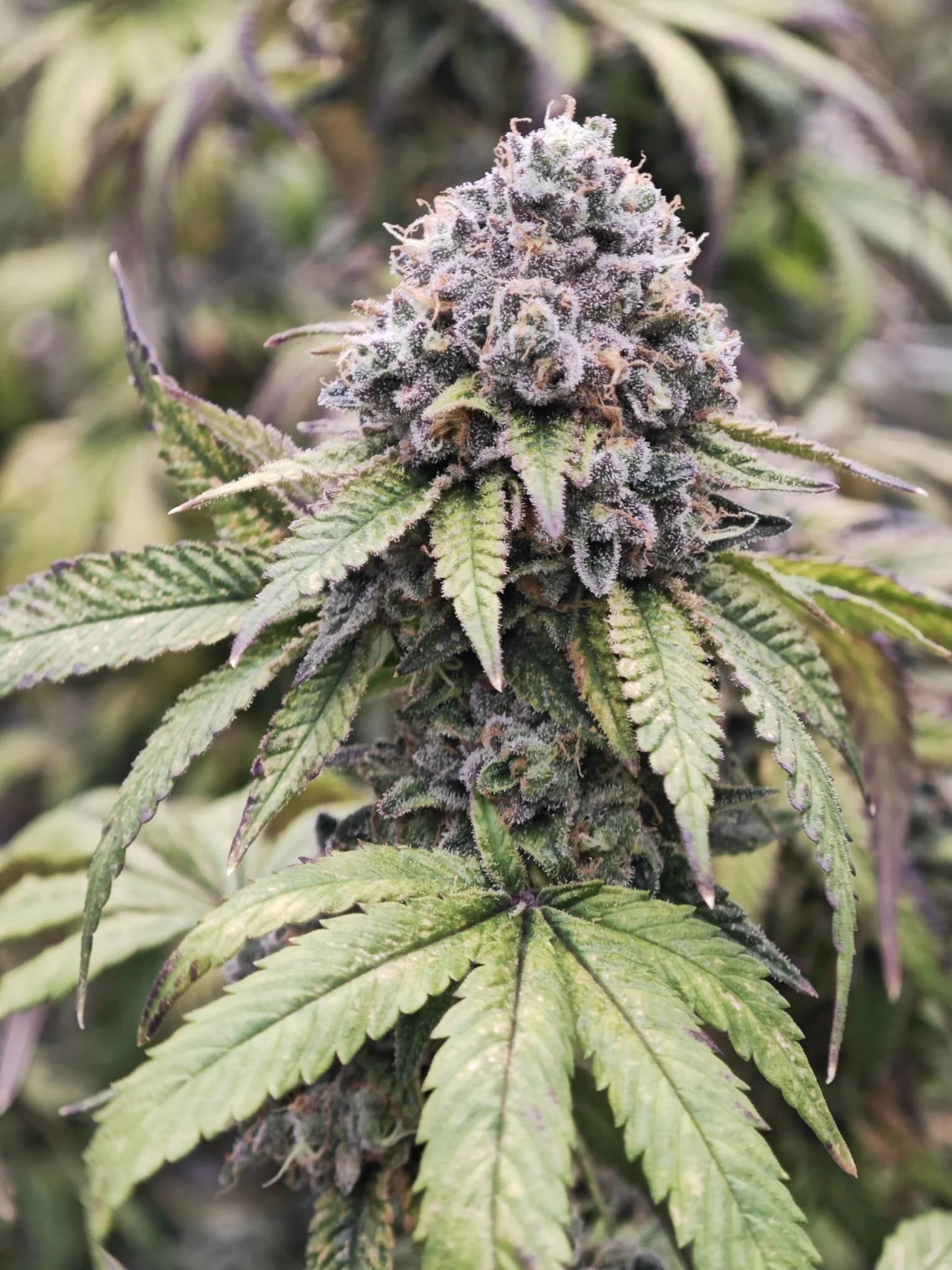 Close-up of a mature cannabis plant with dense, resin-covered buds and green leaves.