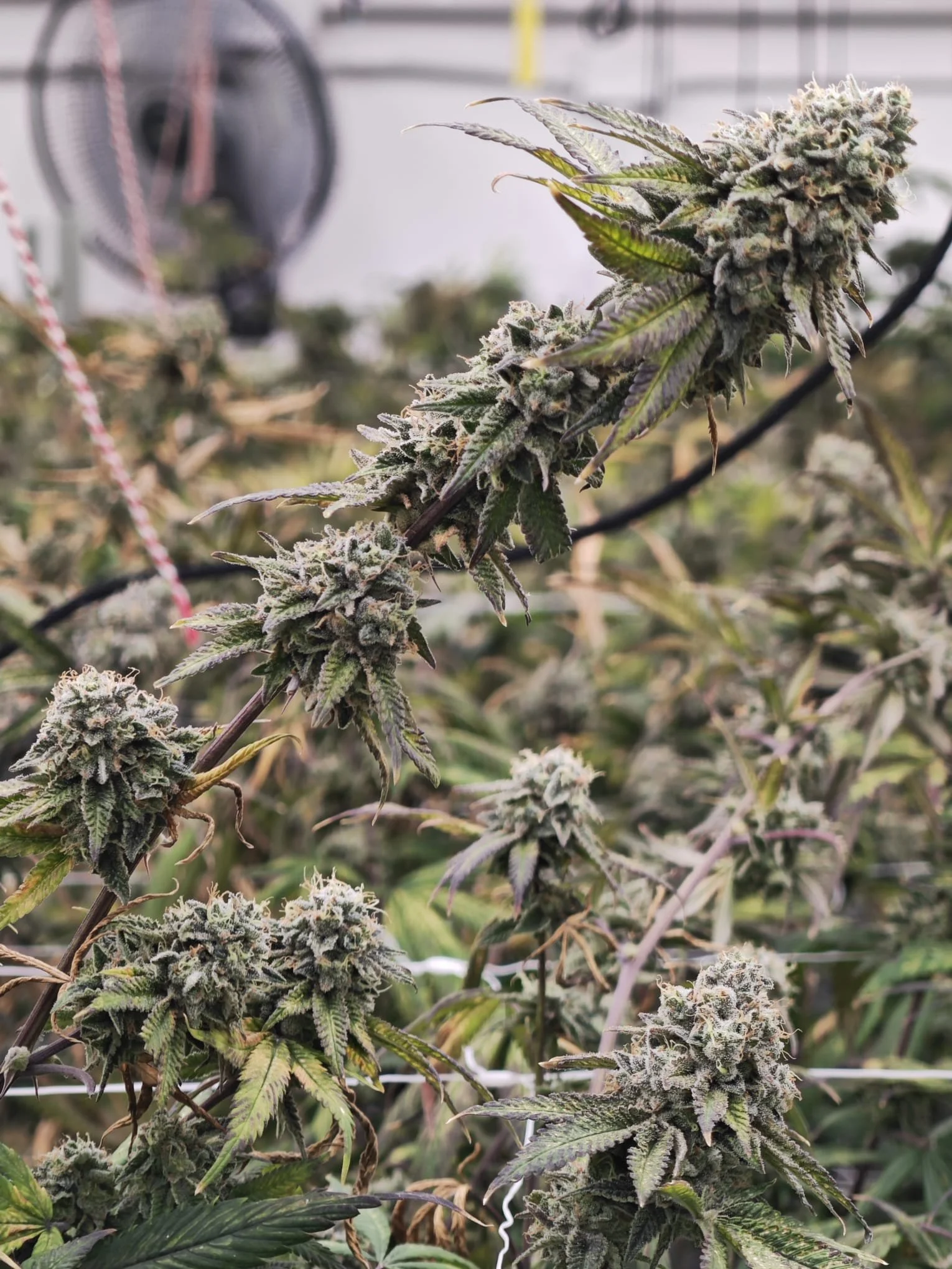 Close-up of a flowering cannabis plant with dense buds covered in trichomes, in an indoor grow space.