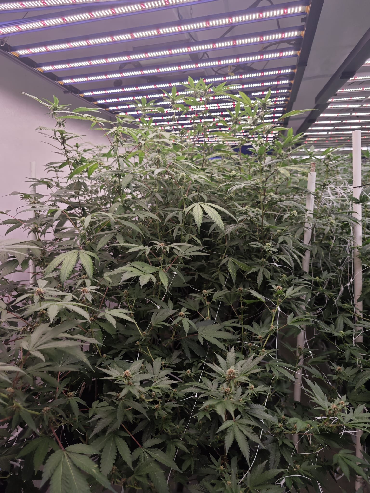 Indoor cannabis plants growing under LED grow lights in a controlled environment.