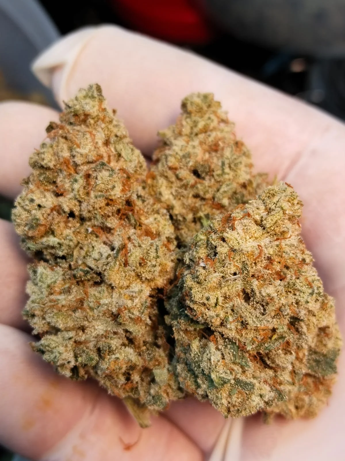 Close-up of three cannabis buds held between fingers.