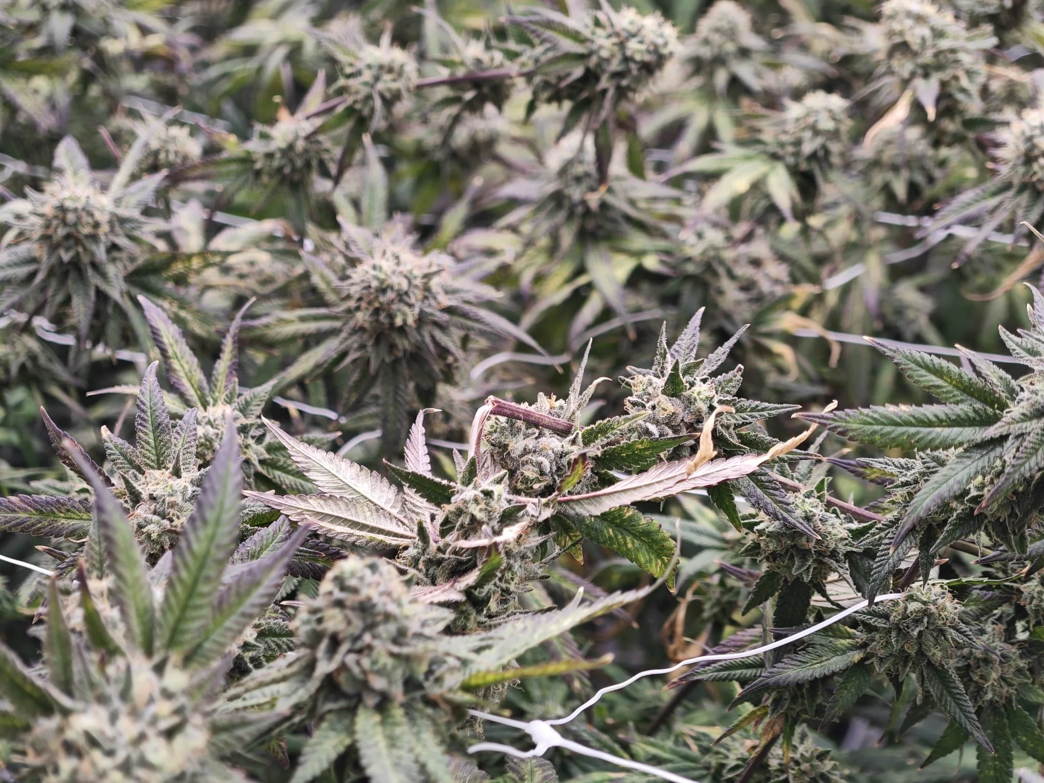 Close-up of cannabis plants with dense buds and serrated leaves.