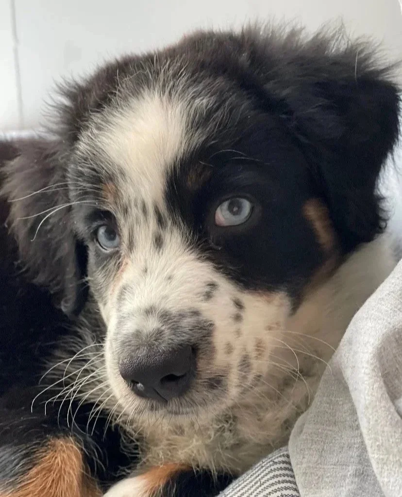 Close-up reference photo example of a Australian Shepard puppy used to paint a dog commission.
