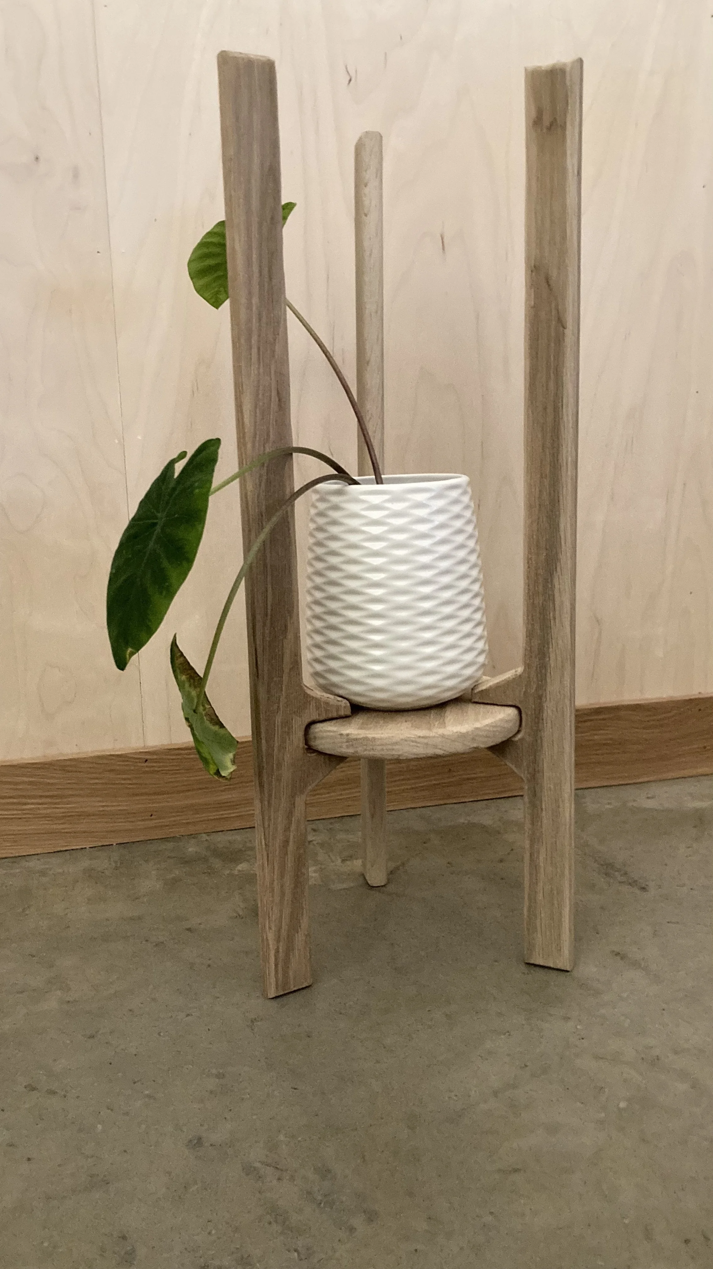 A potted plant with large green leaves in a textured white ceramic pot, placed on a small wooden plant stand in front of a light wood-paneled wall.