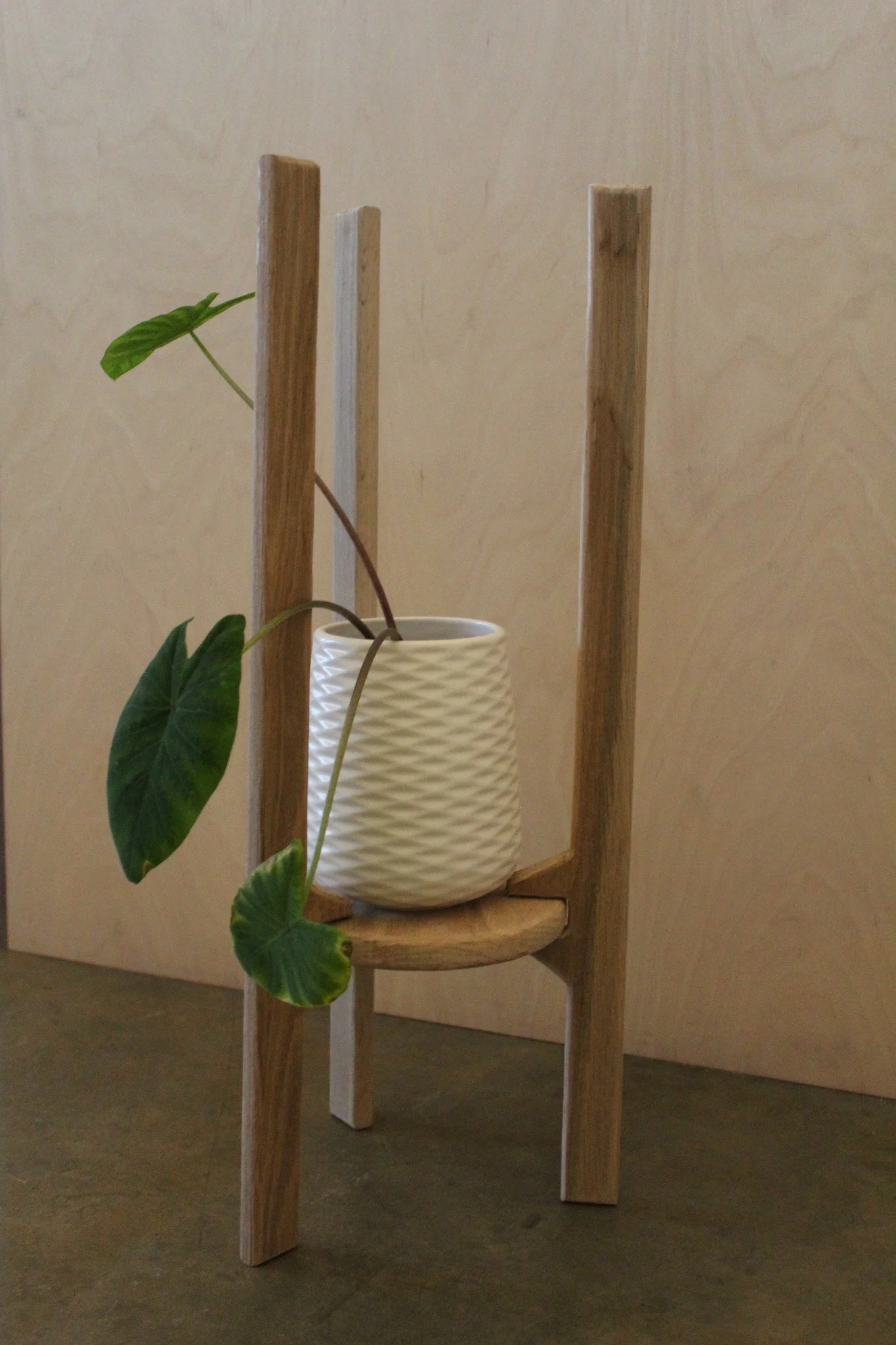 A plant with large green leaves in a textured white ceramic pot, placed on a small wooden plant stand against a plain beige wall.