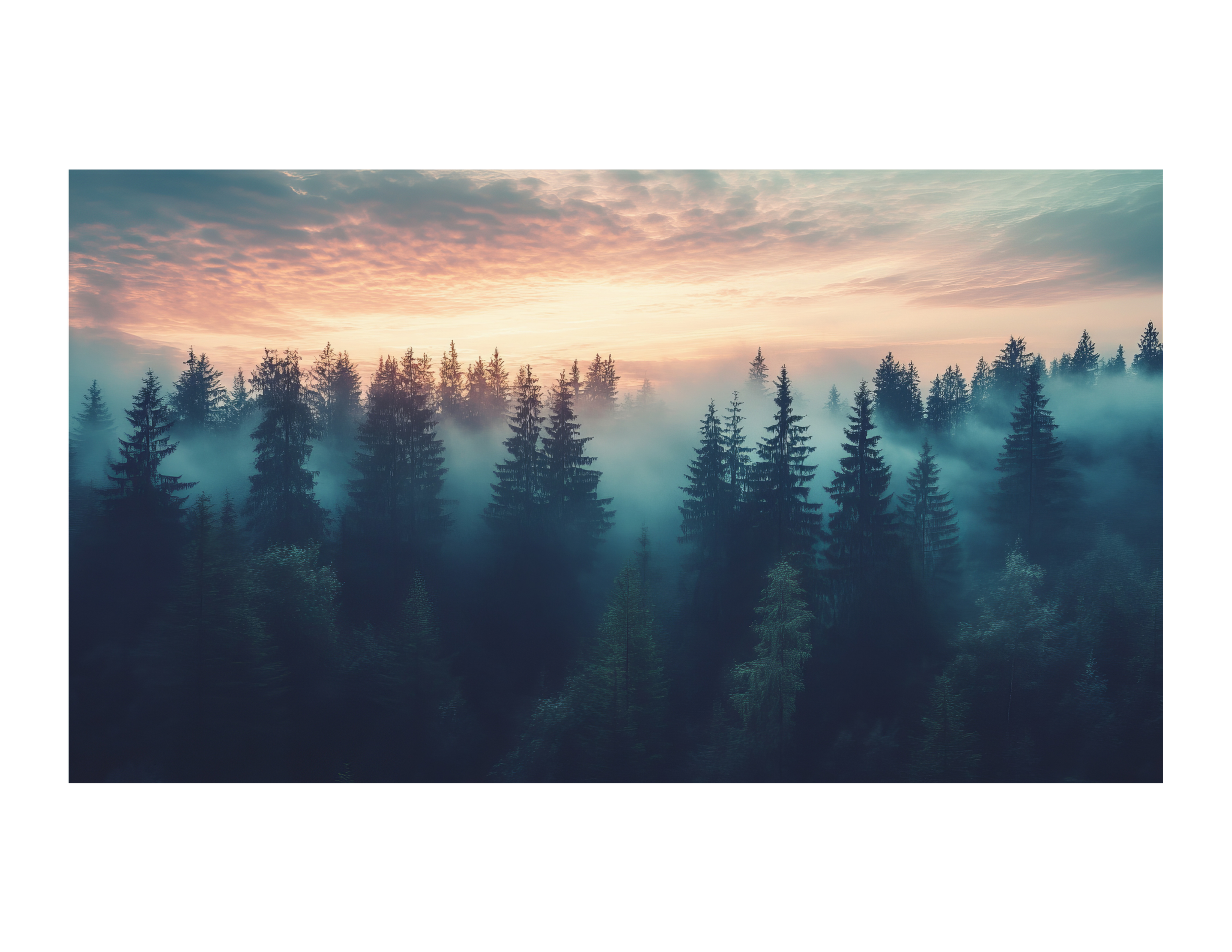 Sunrise over a dense foggy forest of tall pine trees with a colorful sky.