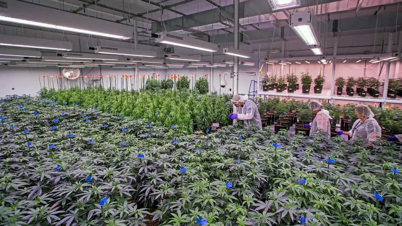 Medical Marijuana Growing Facilities