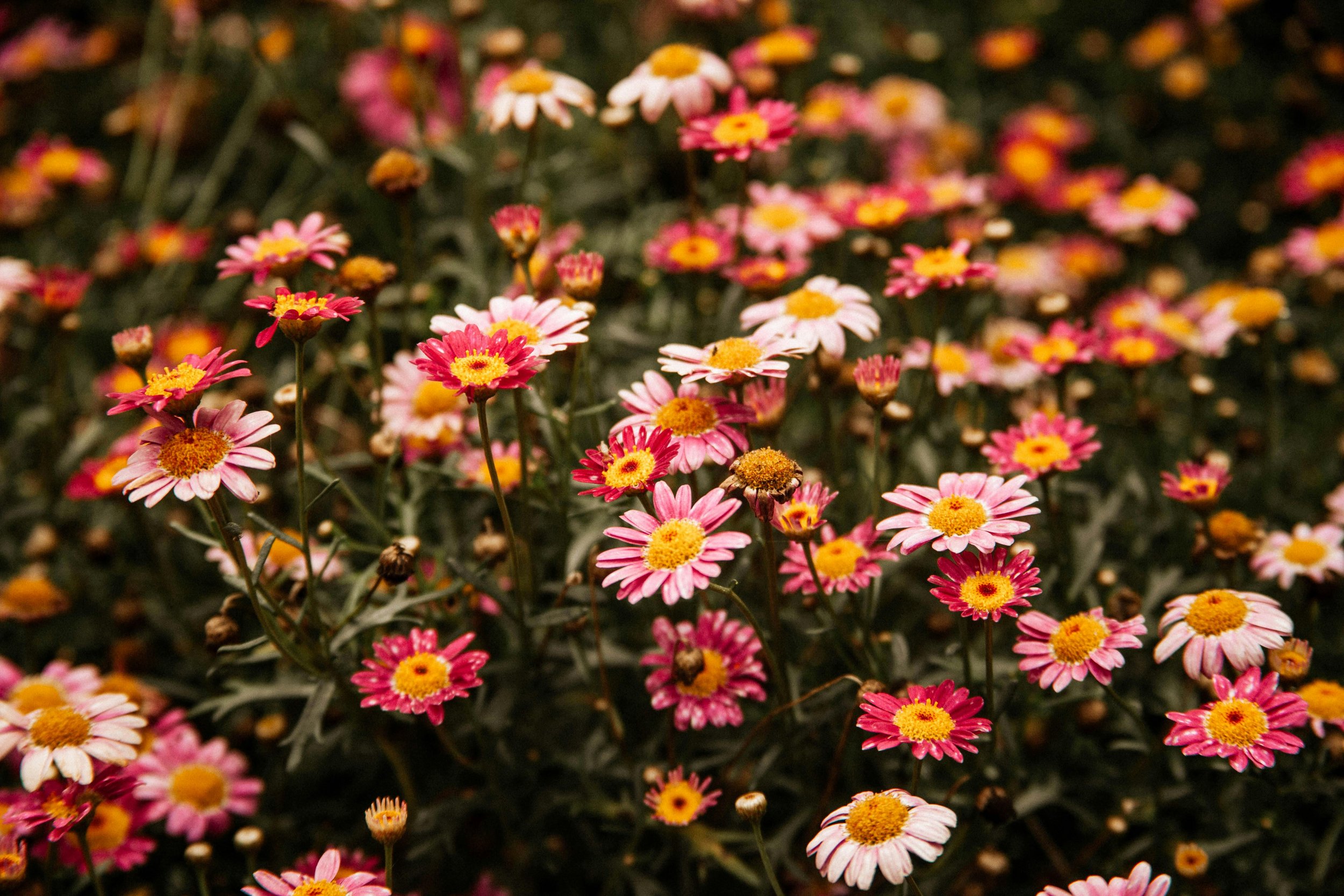 A dense cluster of pink and white daisies with yellow centers, some in full bloom and others as buds, against a dark background.