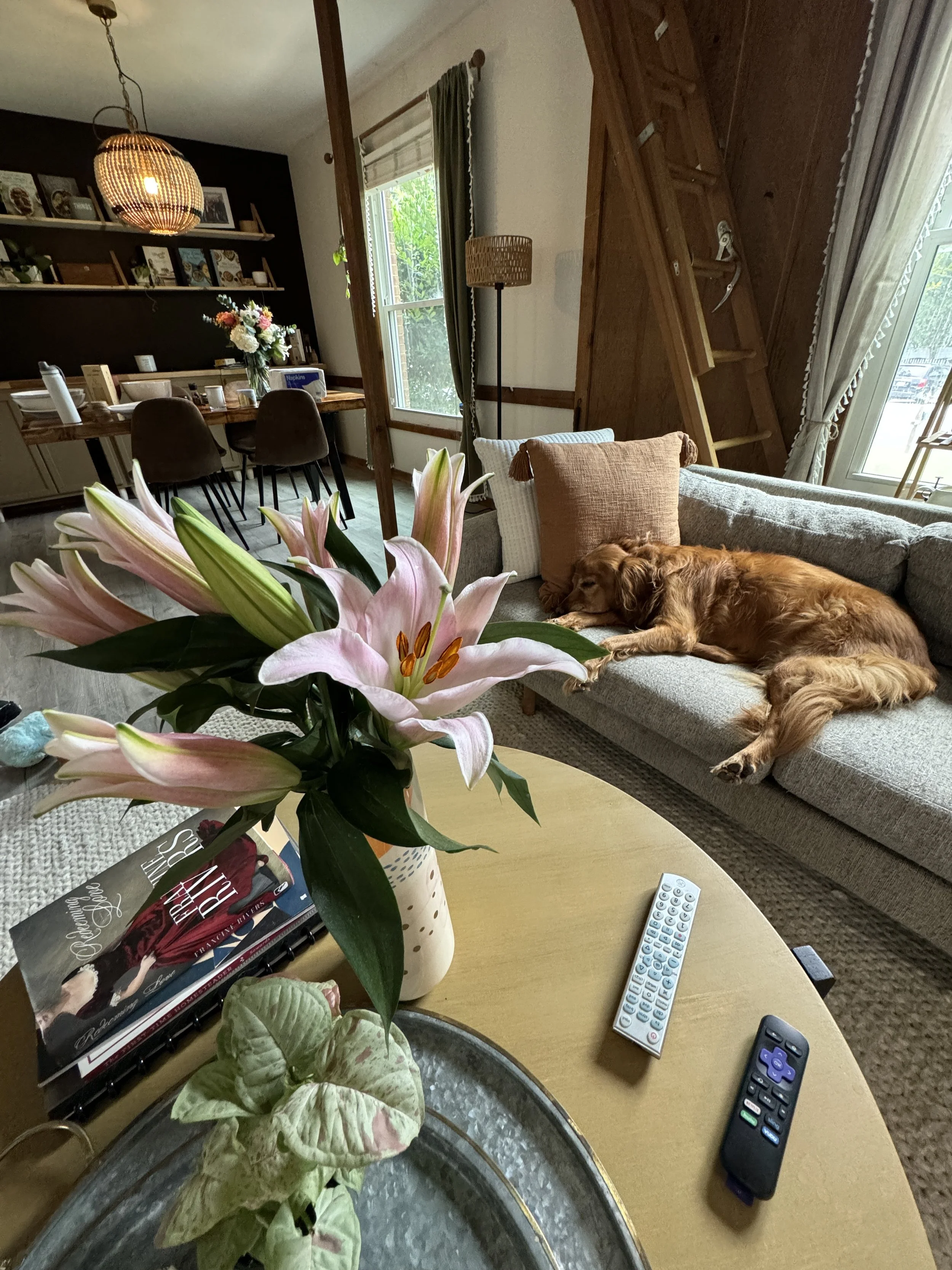 Living room with a gray couch, a golden retriever lying on it, a wooden coffee table with pink lilies in a vase, remote controls, and a magazine, with a dining area and window in the background.
