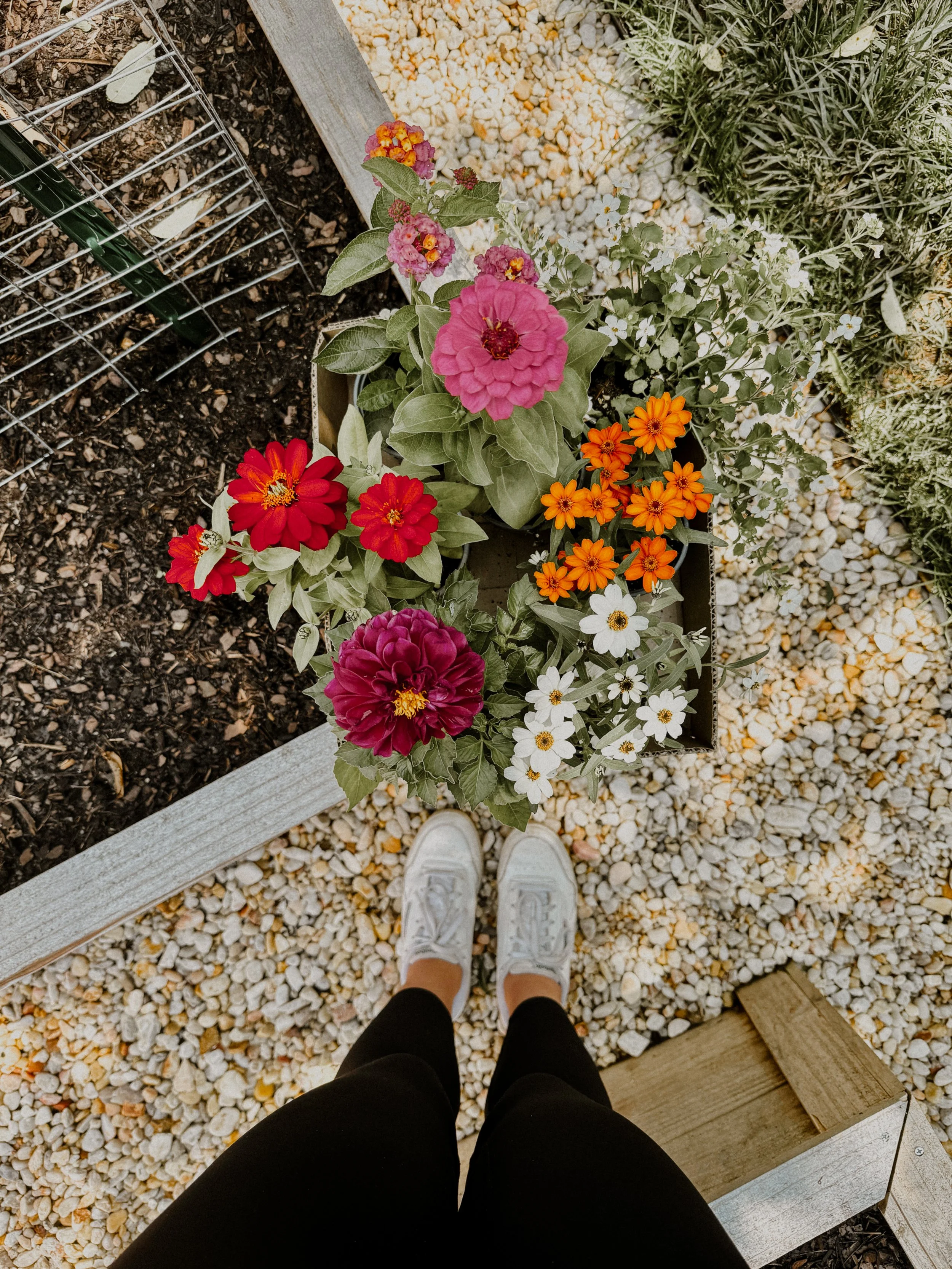 Top view of a person wearing white sneakers and black pants standing on a gravel path next to a planter with colorful flowers including pink, red, orange, white, and purple blooms.