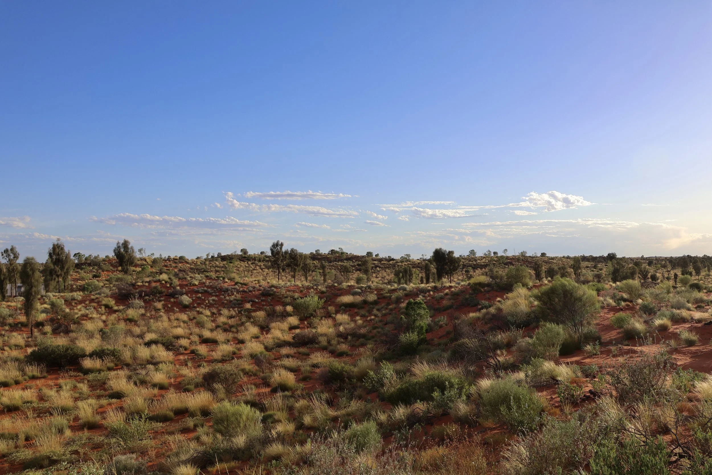 Wide view of a desert landscape under a blue sky with scattered clouds, featuring red sand, sparse green bushes, and small trees.