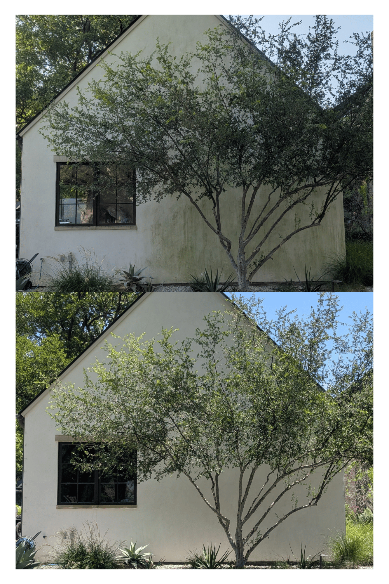 Stucco Algae removal in East Dallas