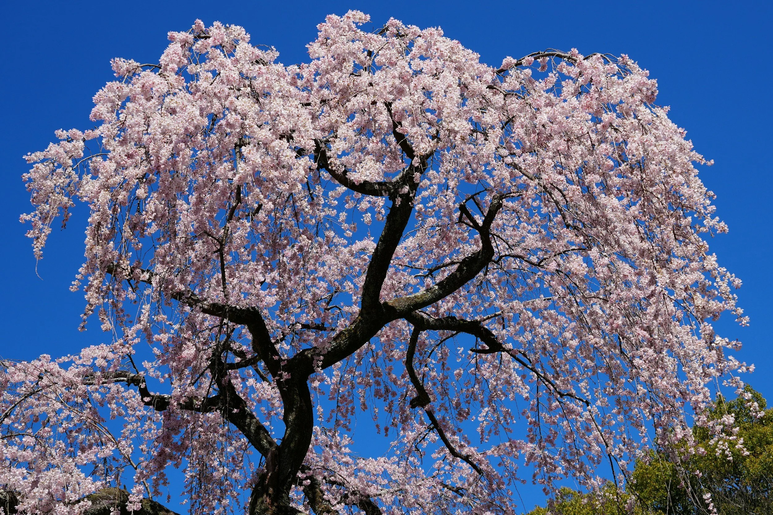 Japan has cancelled its famous cherry blossom festival