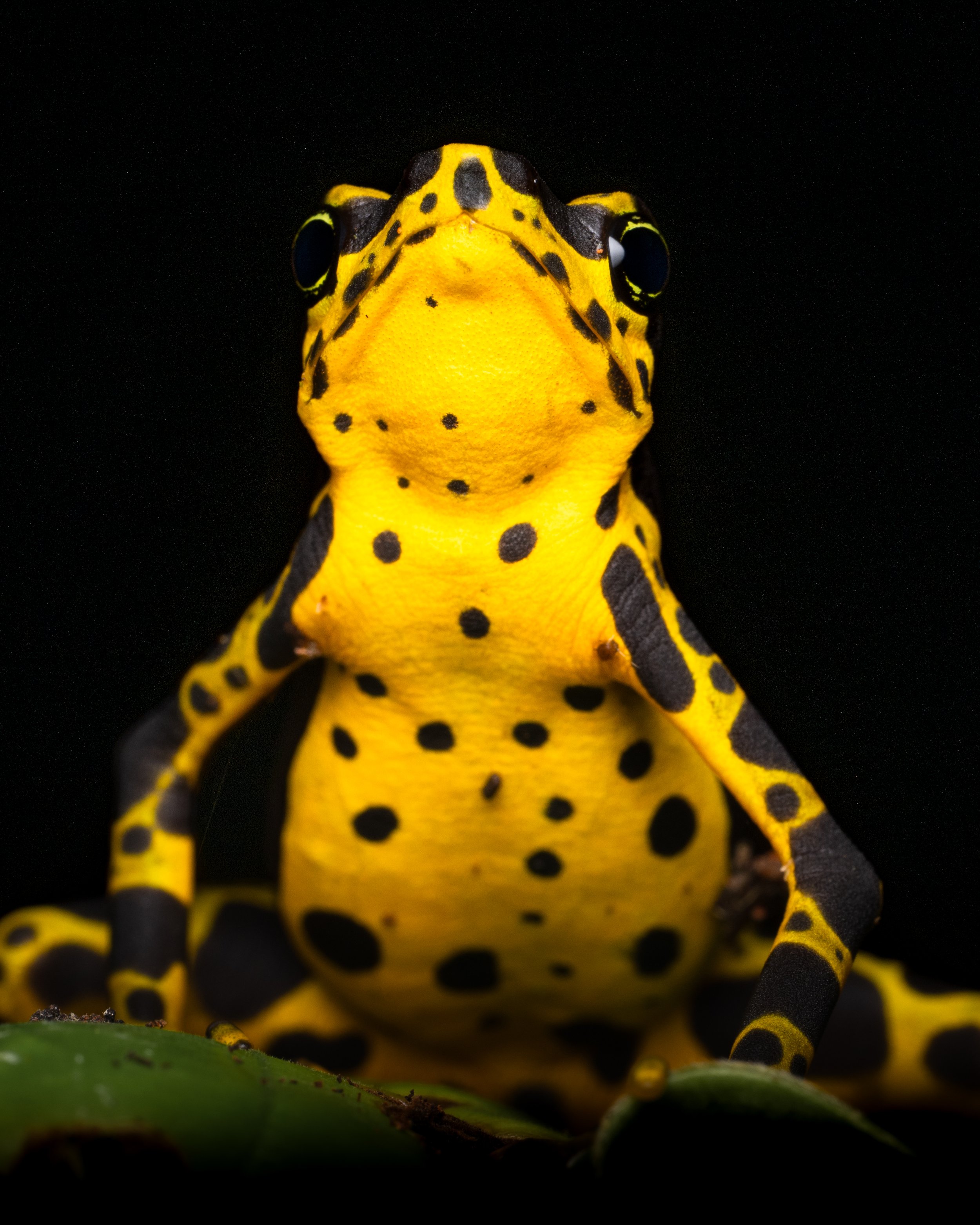 atelopus-7.jpg
