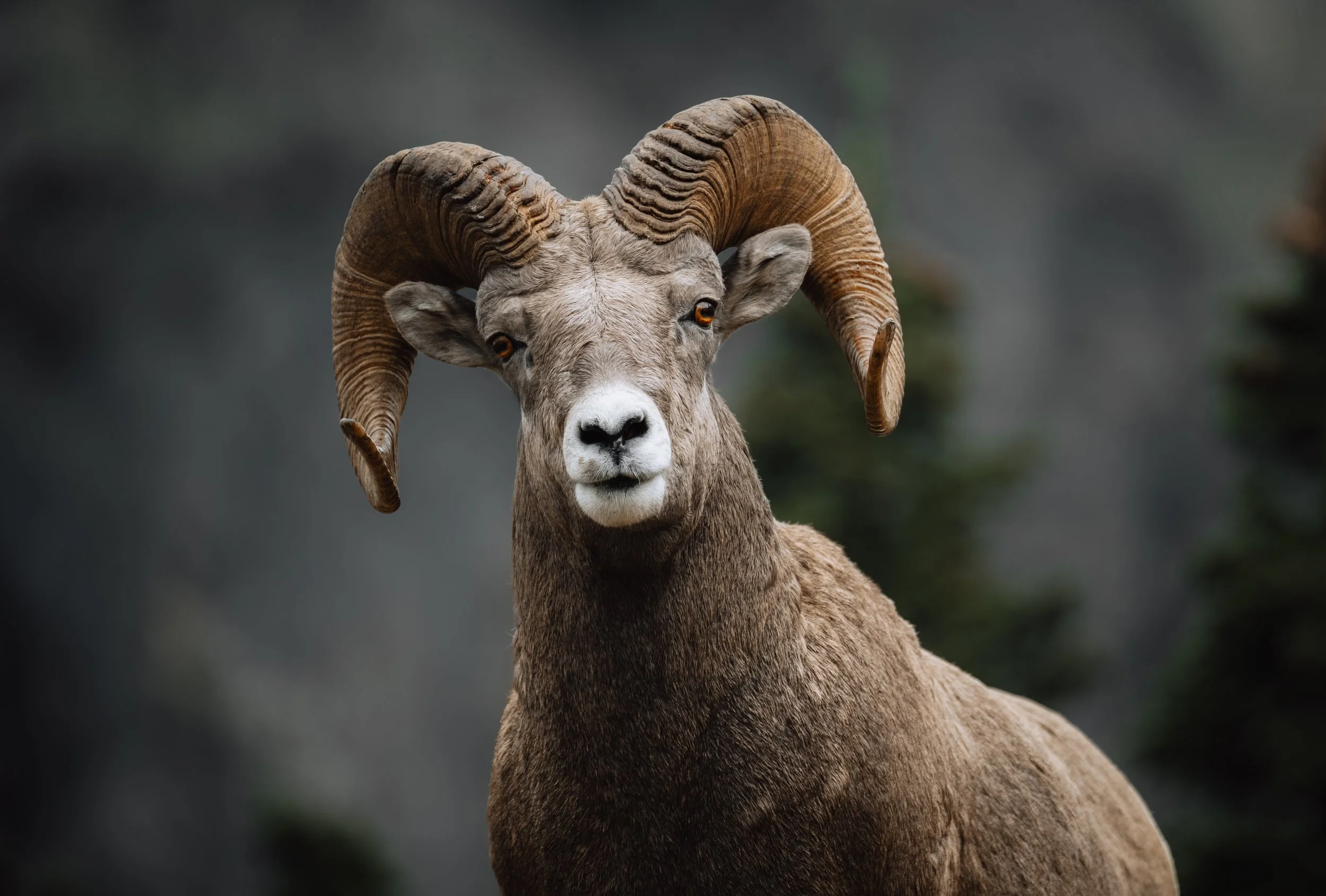 BIGhorn.jpg
