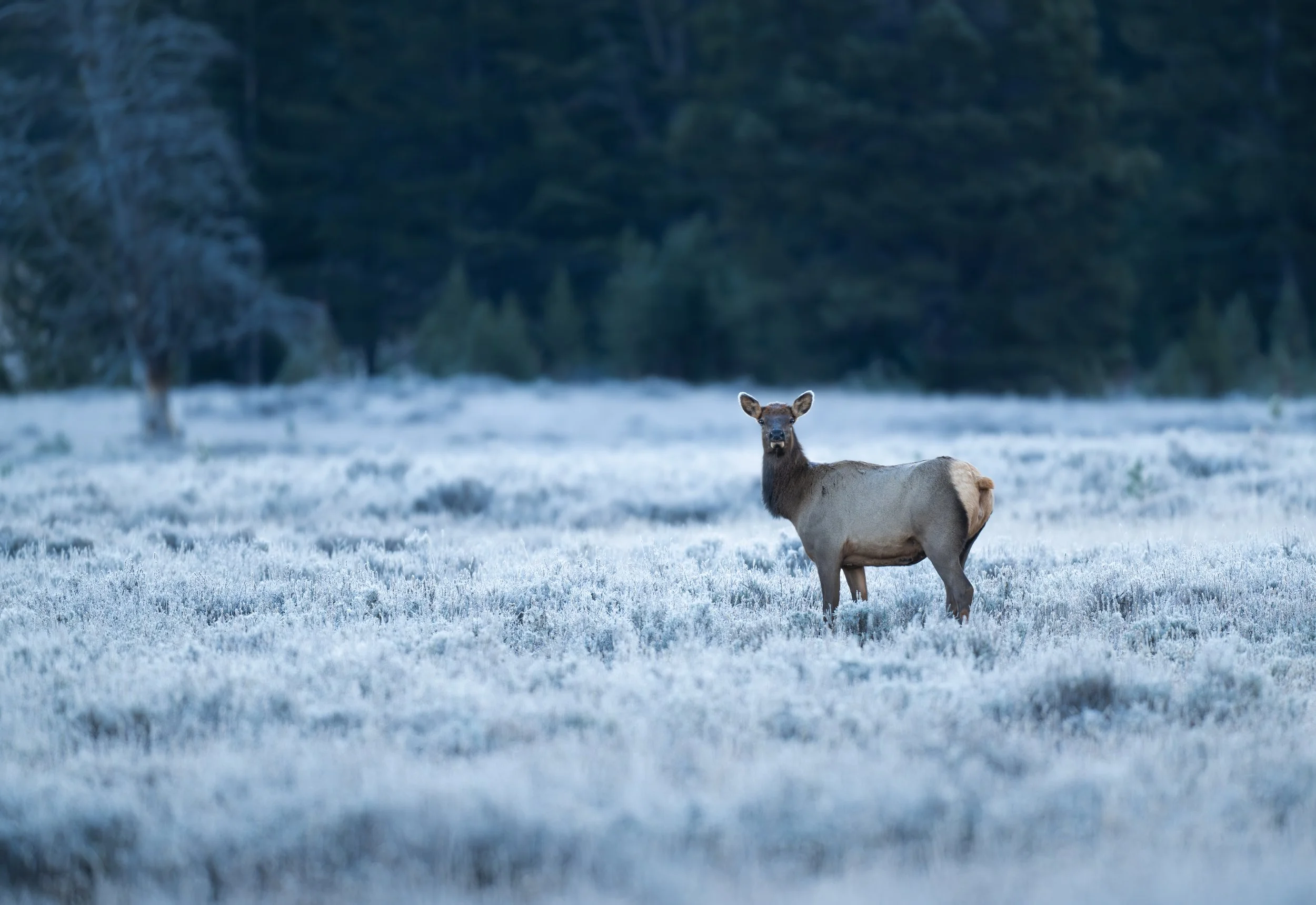 ElkSnow.JPG